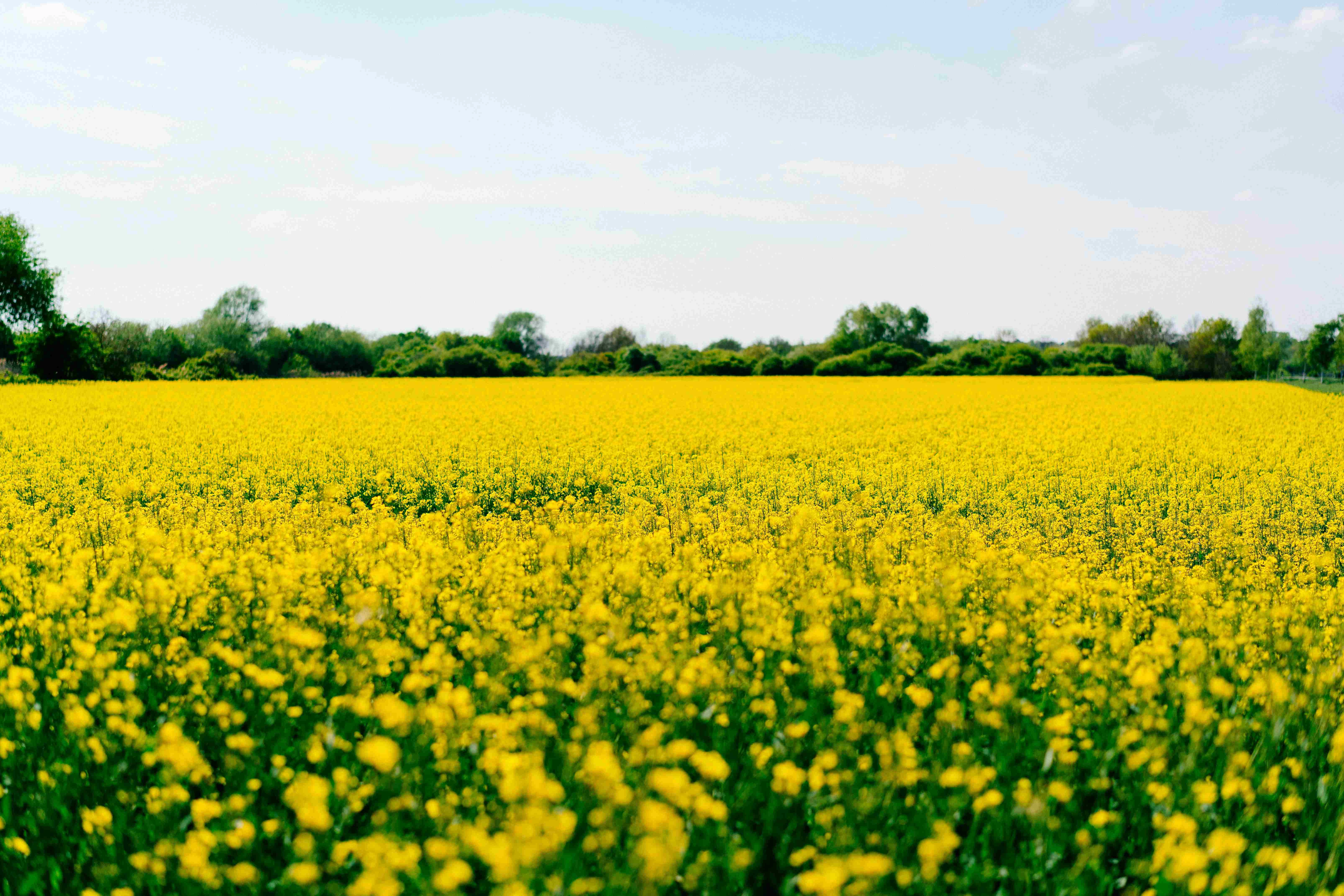Vibrant Yellow Canola Field