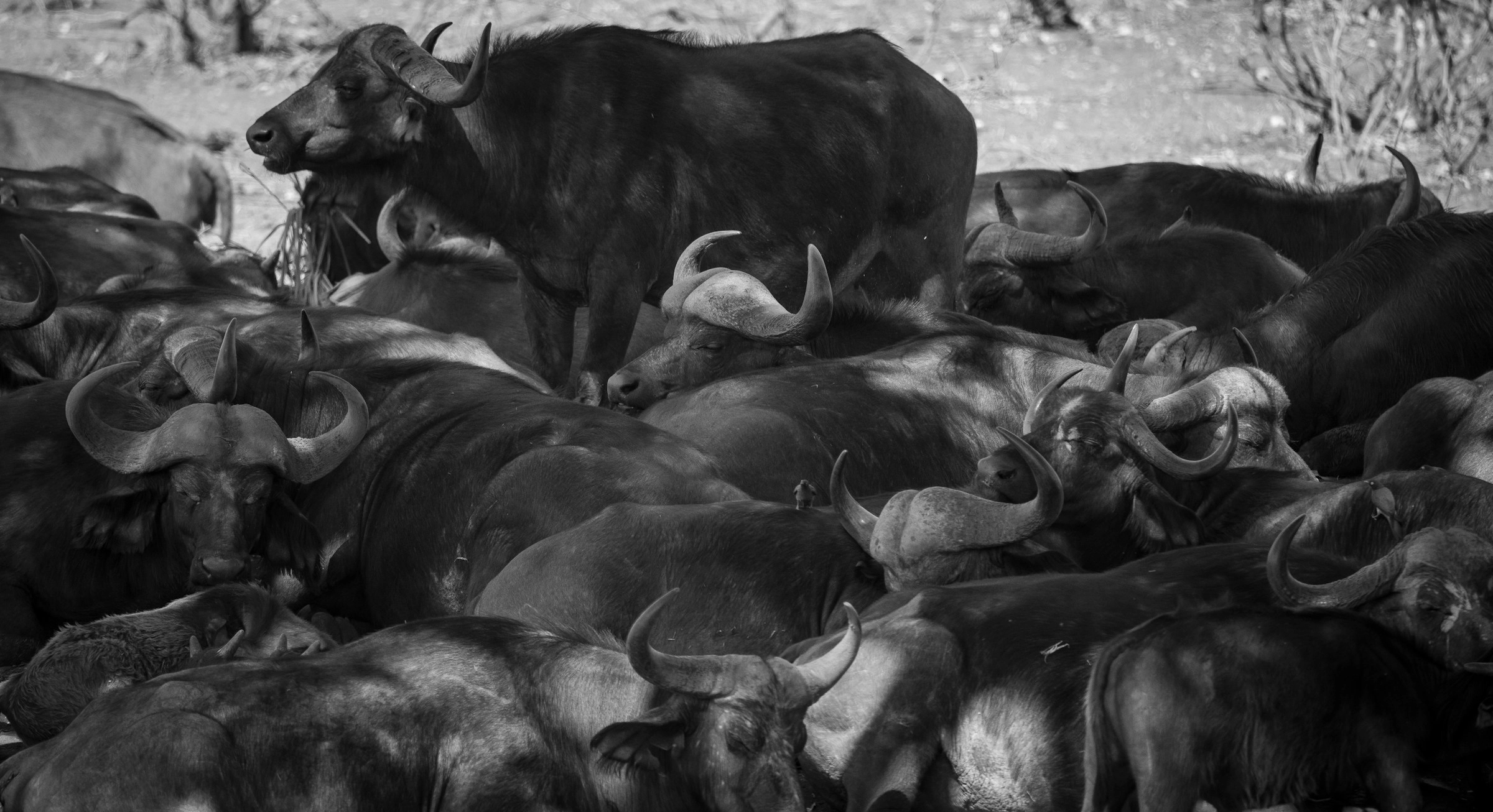 Buffalo Herd in Monochrome Buffalo Herd in Monochrome