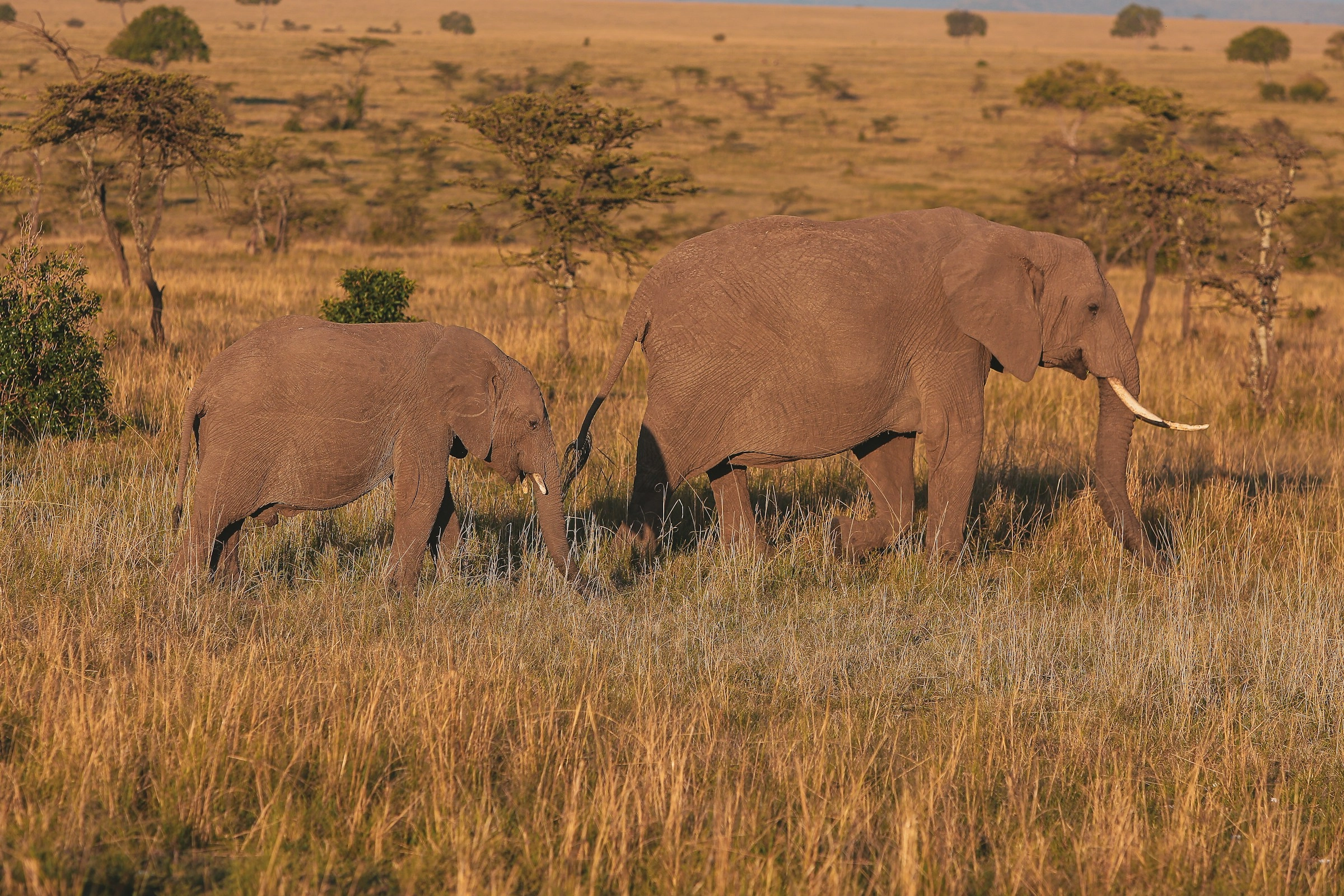 Elephants in Color Palette, Combinations & Schemes | Octet Design Labs