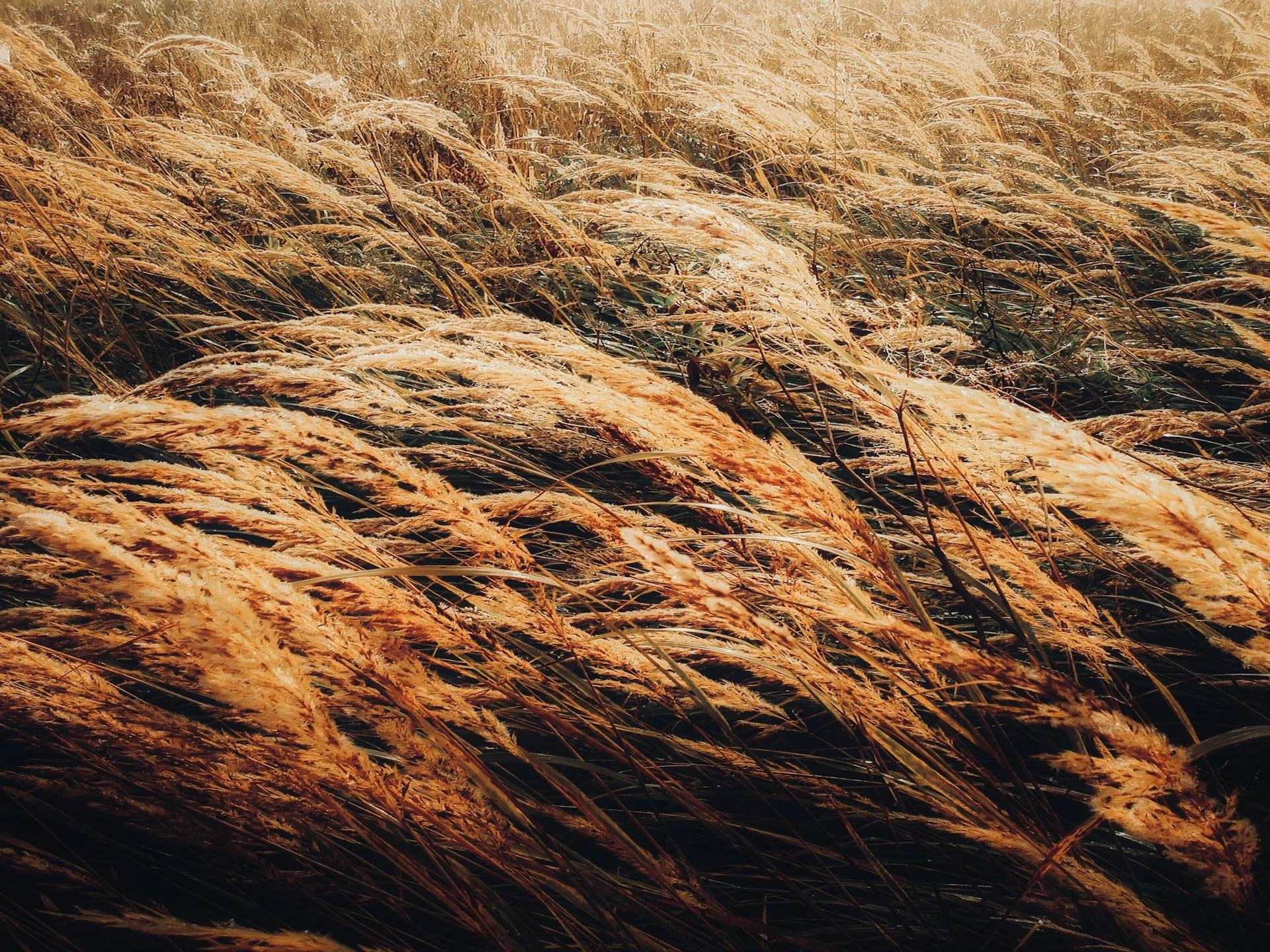 Golden Wheat Field Breeze