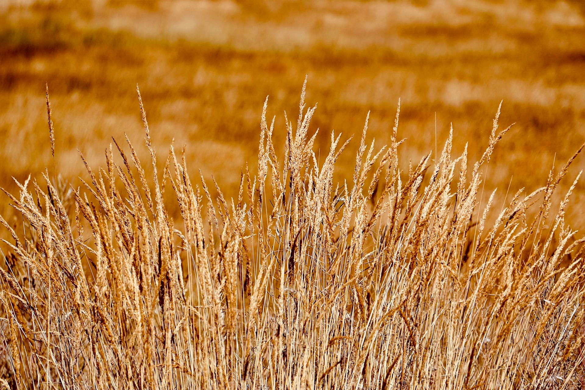 Golden Wheat Field Close-up