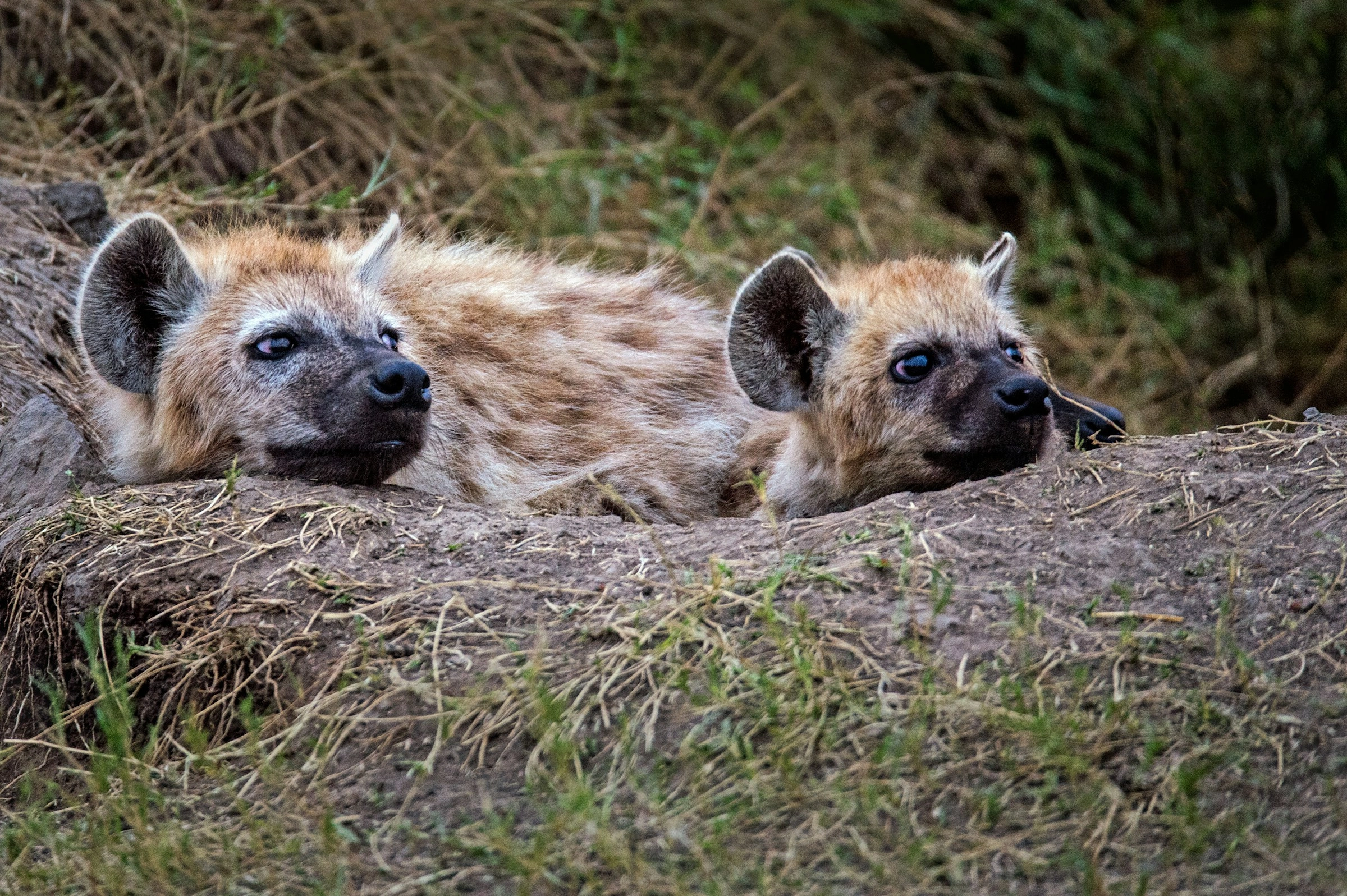 Hyenas Resting in Grassland Hyenas Resting in Grassland
