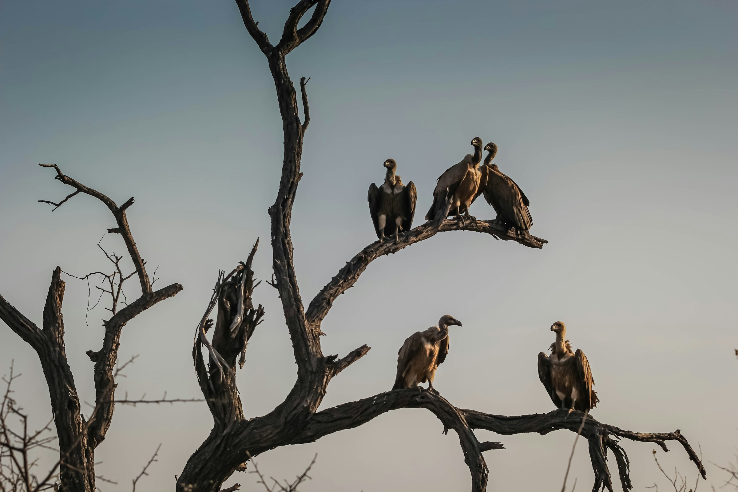 Vultures perched on dead tree Vultures perched on dead tree