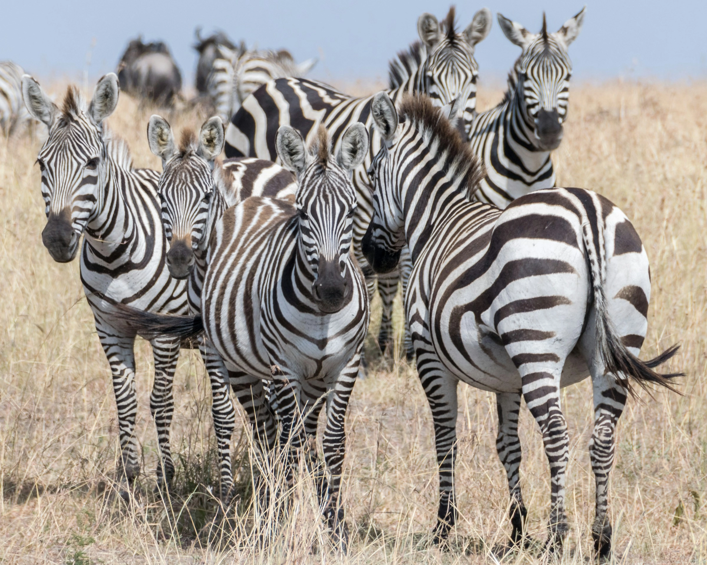 Zebra Herd in Savanna Zebra Herd in Savanna