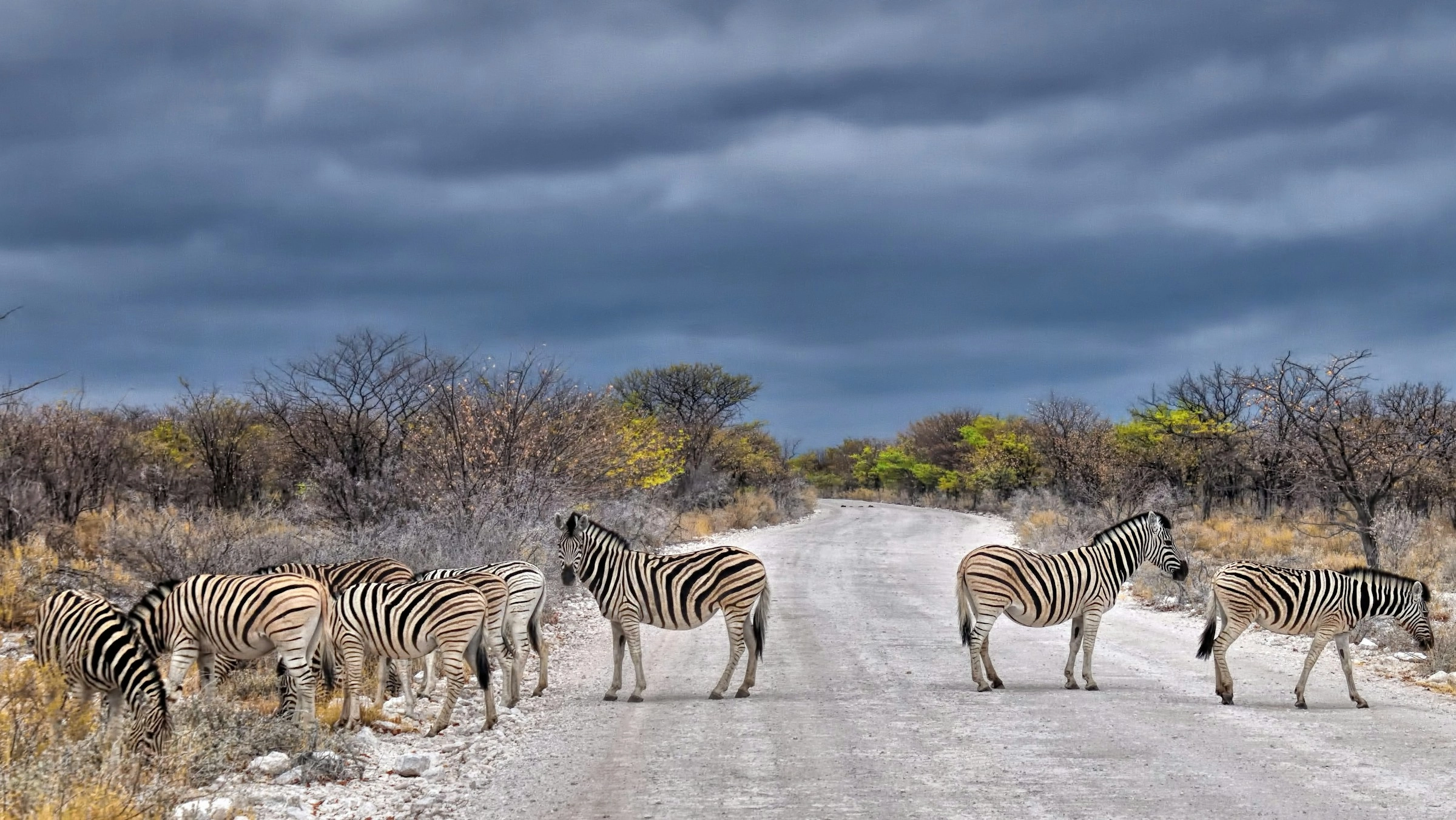 Zebras on Stormy Safari Road Zebras on Stormy Safari Road