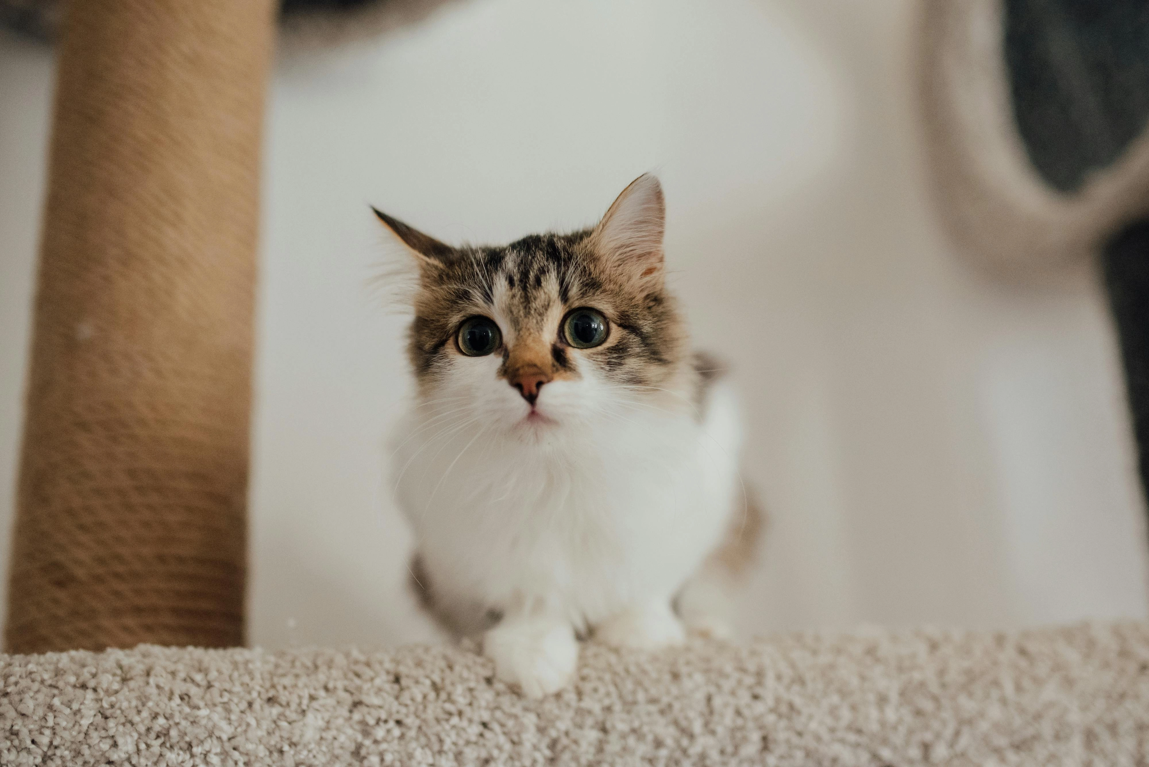 Curious Tabby Cat 