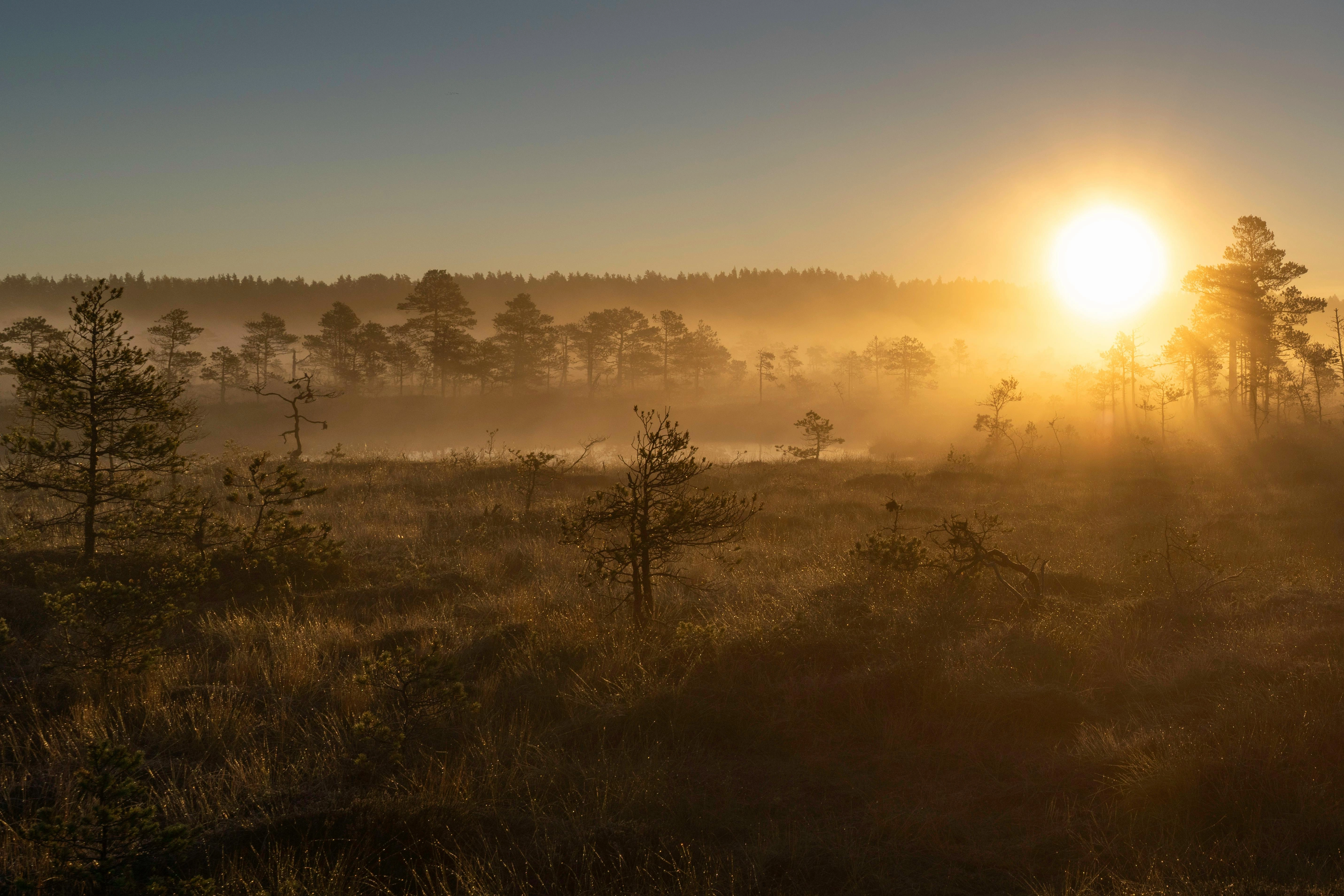 Misty Sunrise Over Marsh Misty Sunrise Over Marsh