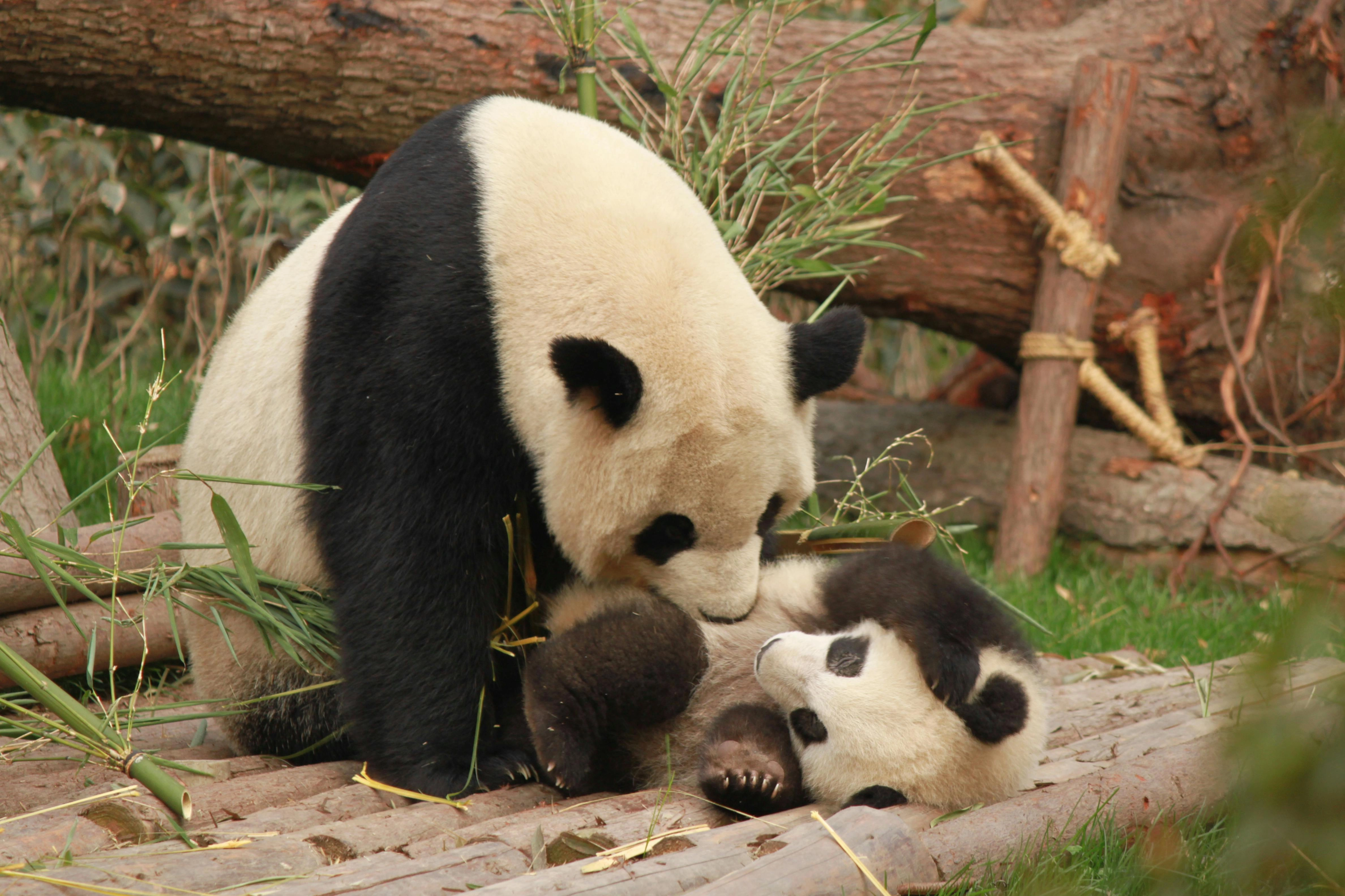 Panda Family Bonding Moment Panda Family Bonding Moment