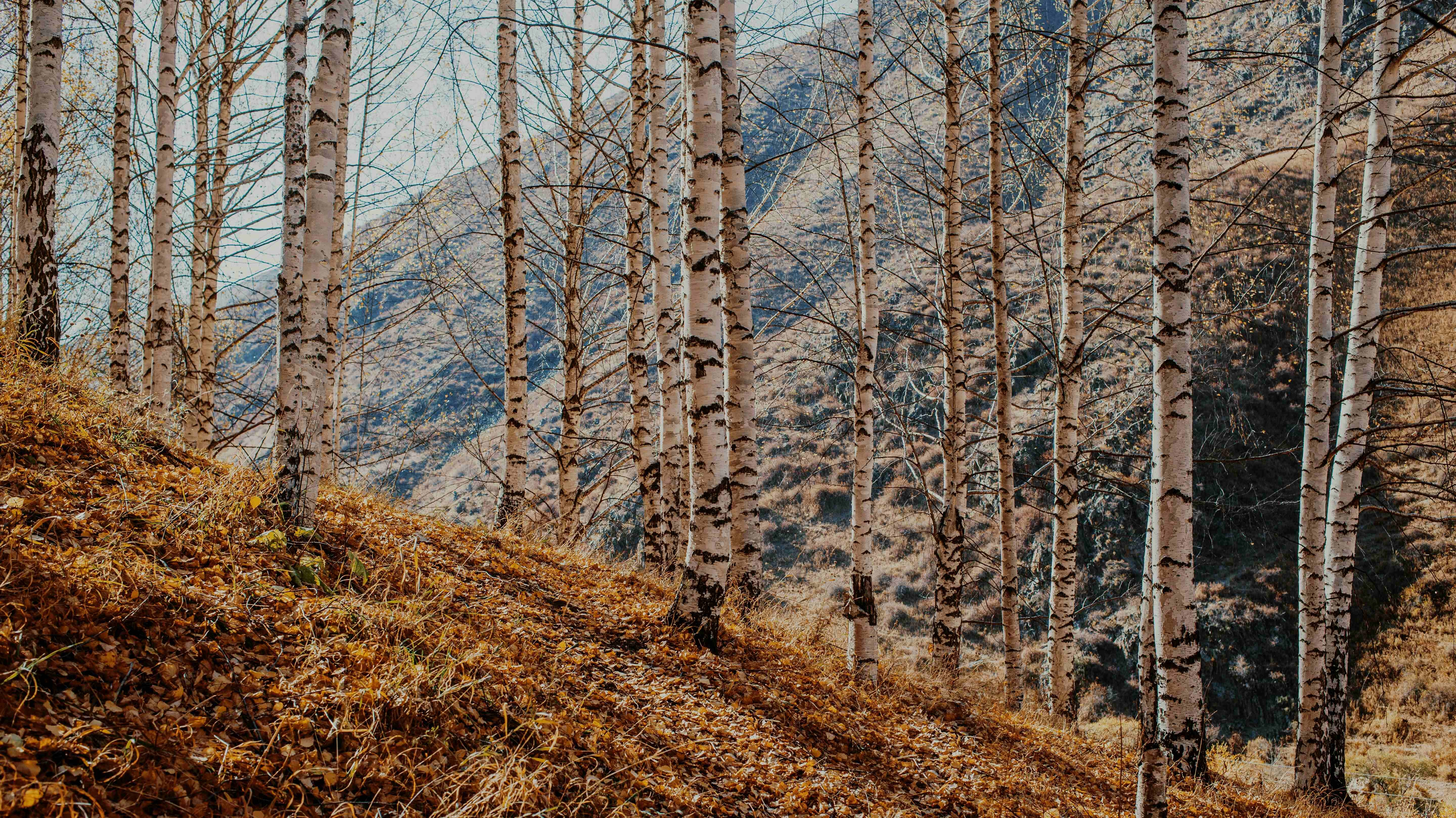 Autumn Birch Forest Hillside