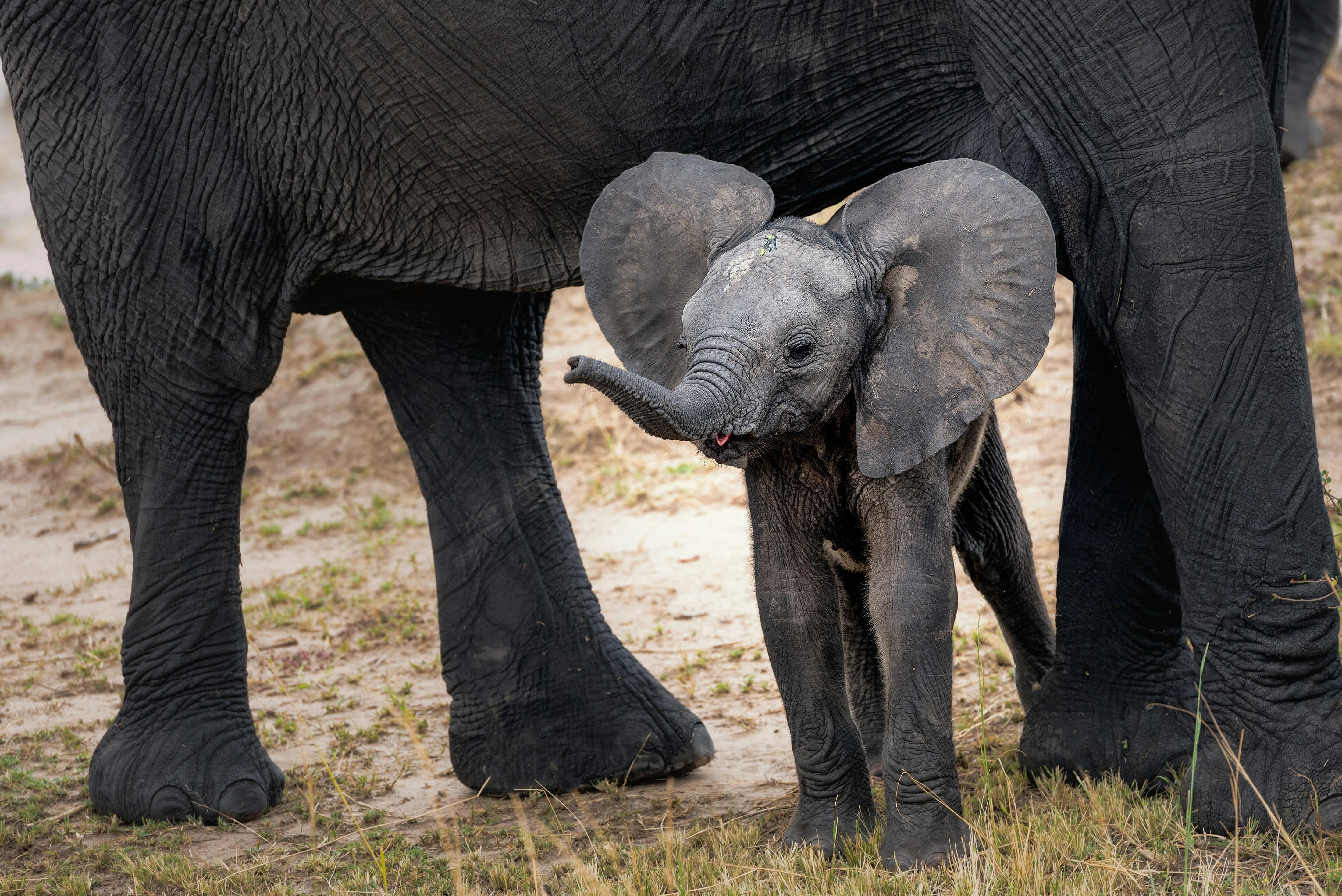 Baby Elephant with Parent Baby Elephant with Parent