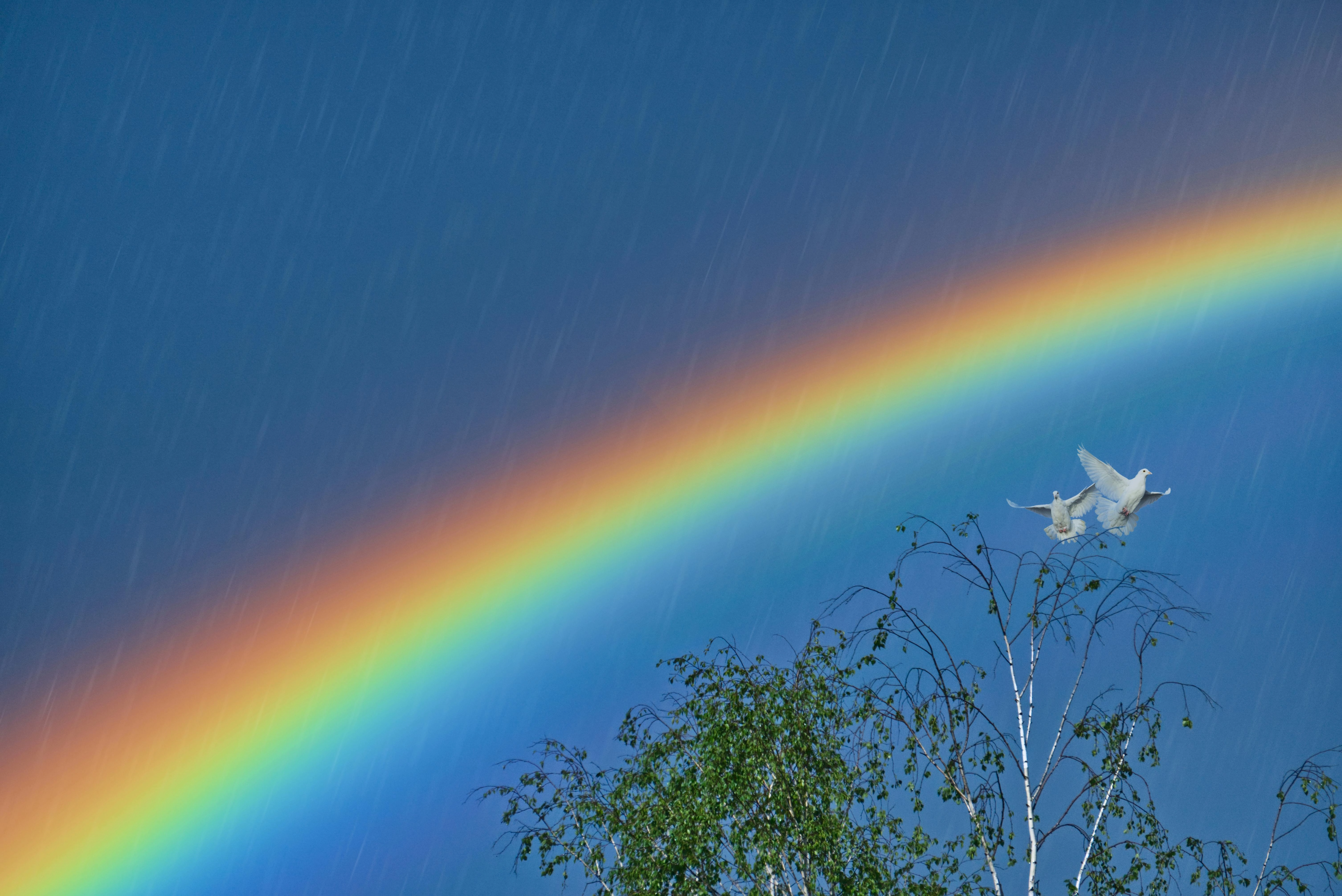 Rainbow Over Birch Tree