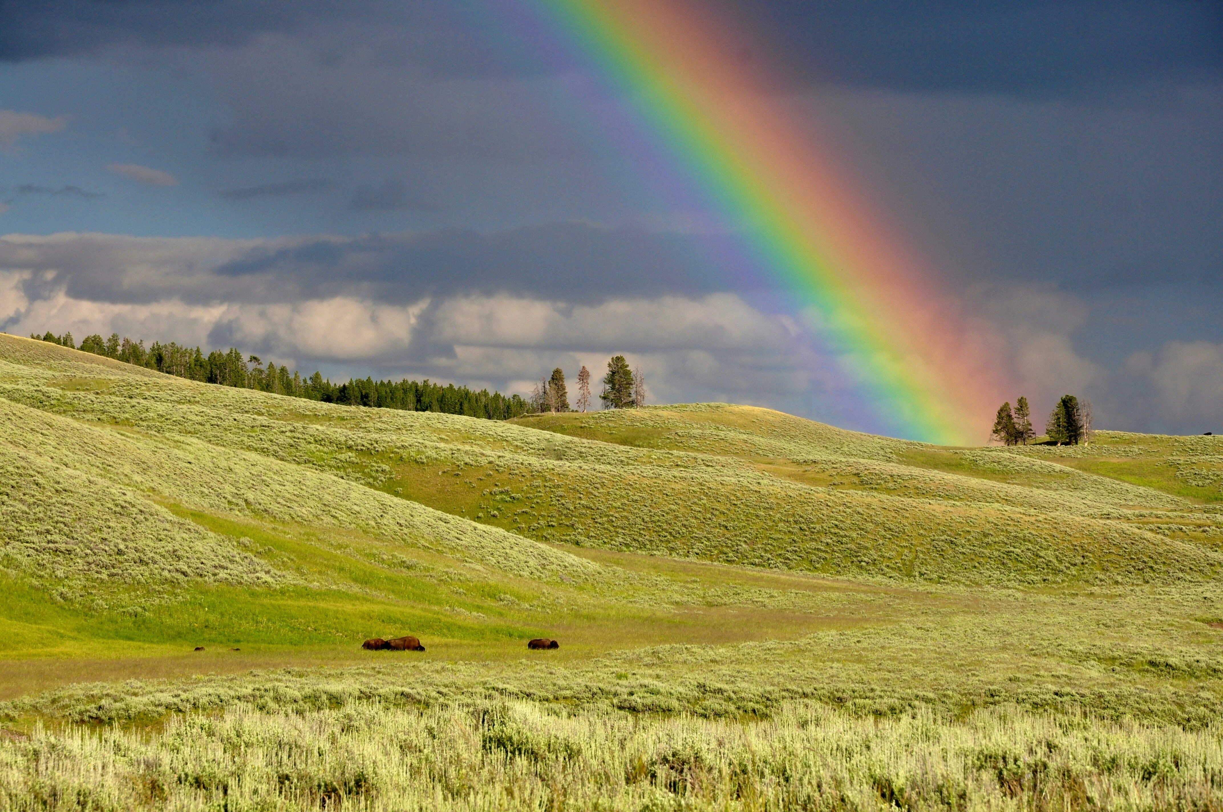 Rainbow over Grassy Plains
