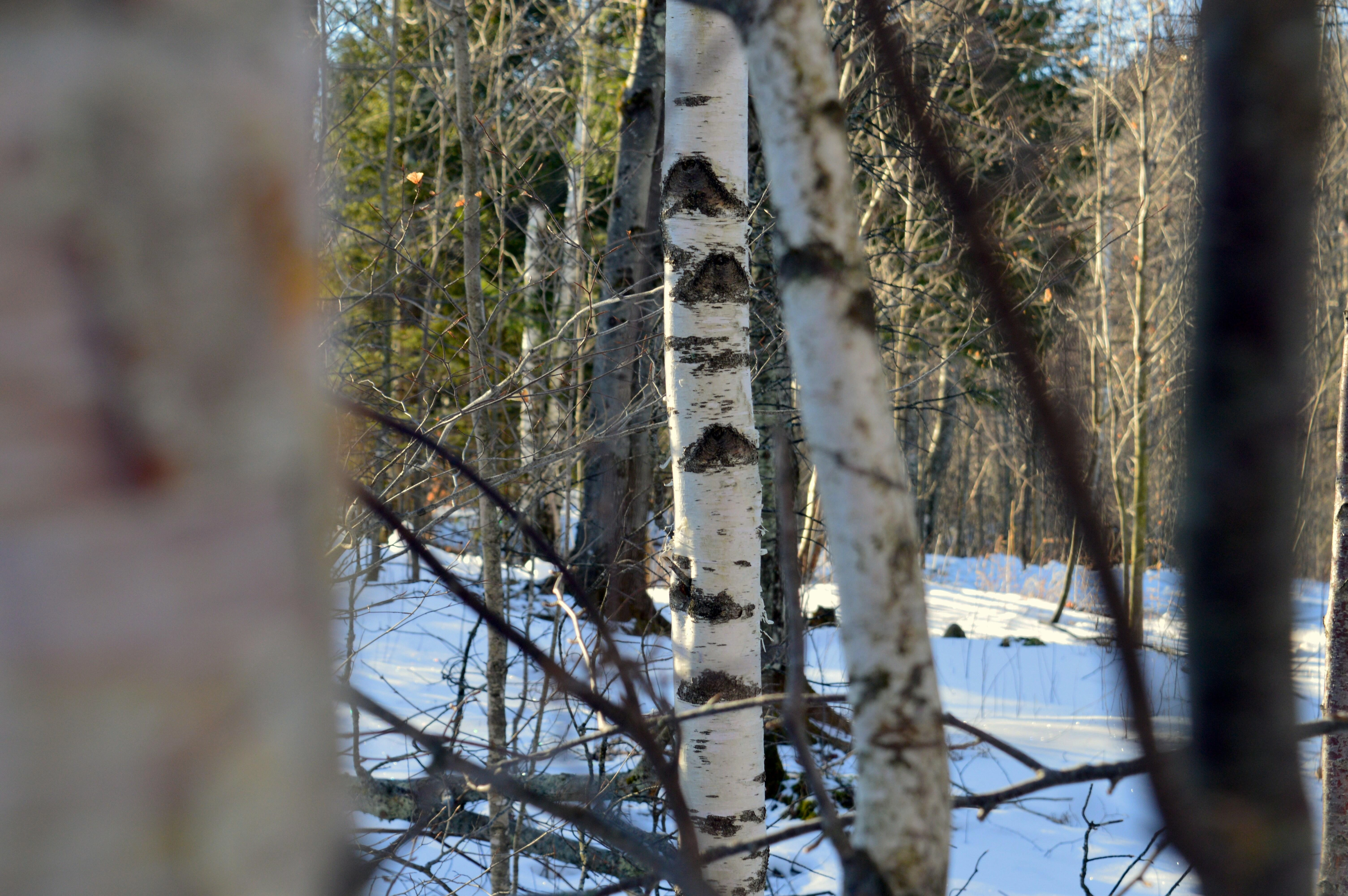 Snowy Birch Forest Scene