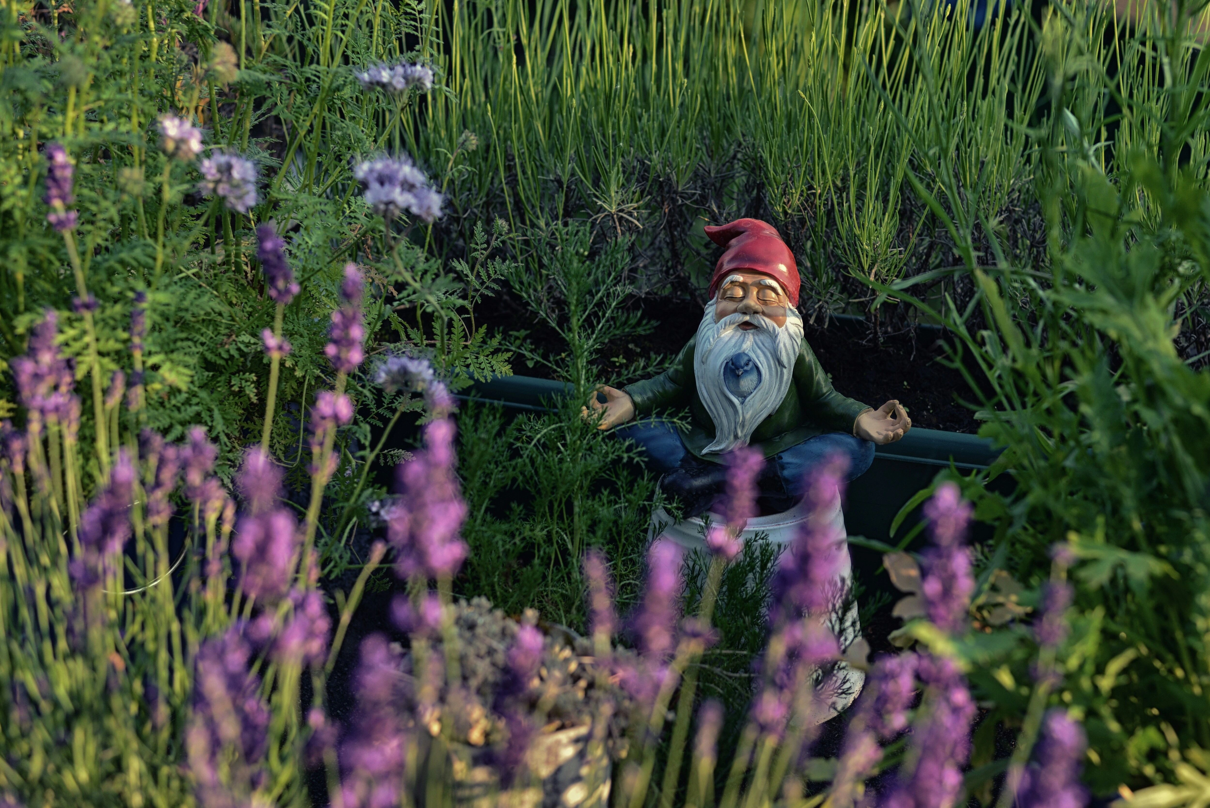 Zen Gnome in Garden Zen Gnome in Garden
