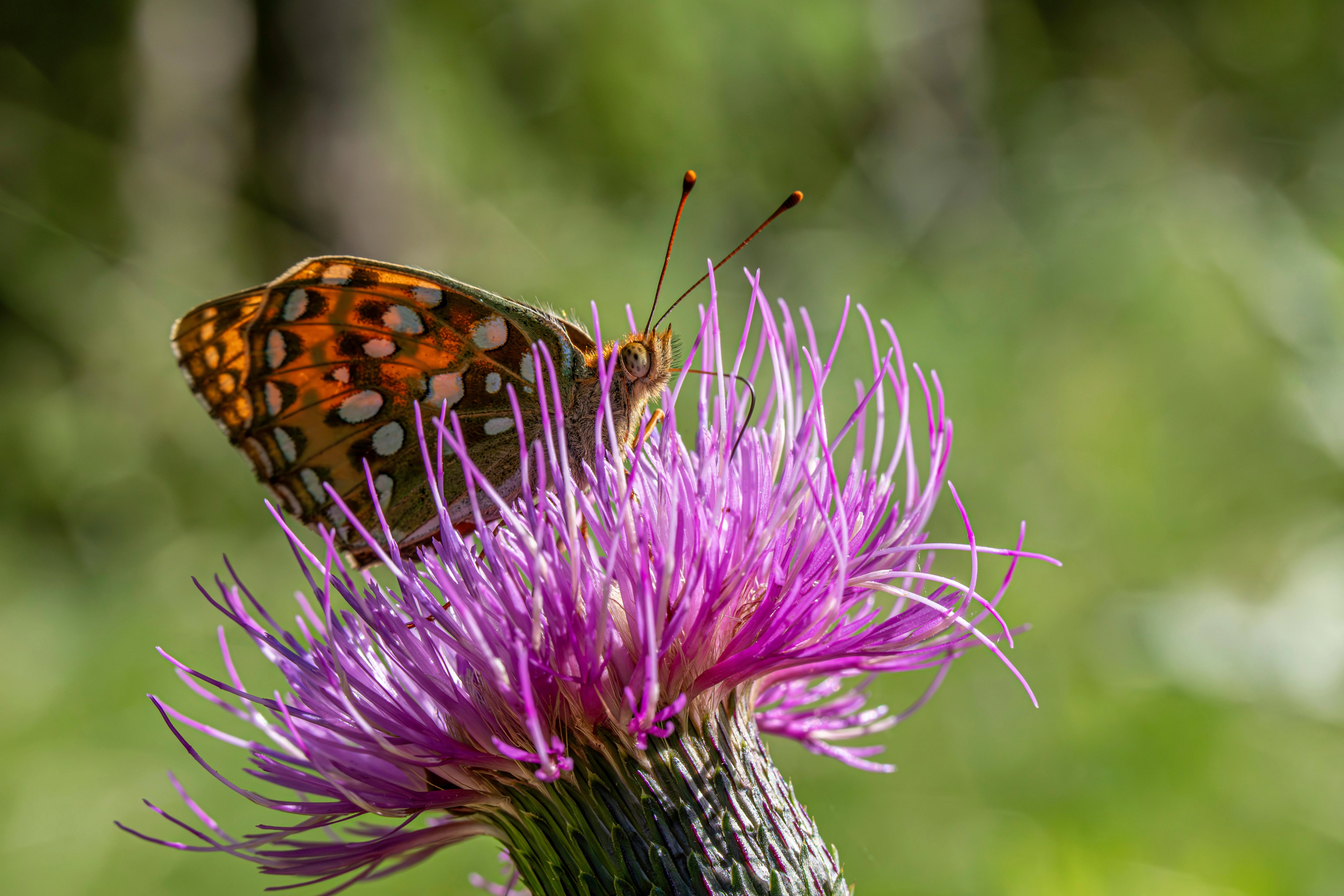 Butterfly on Color Palette, Combinations & Schemes | Octet Design Labs