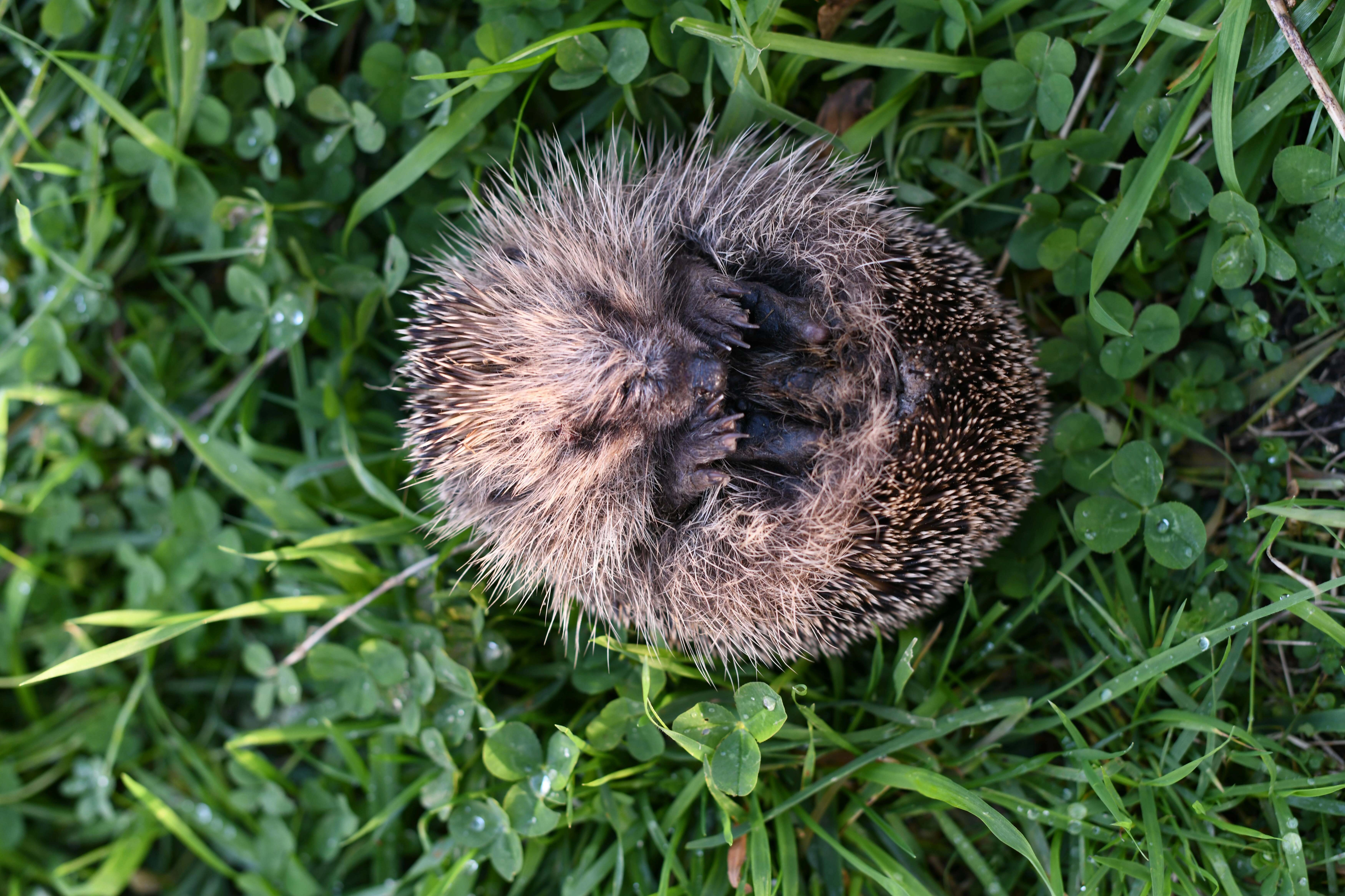 Curled Hedgehog in Grass Curled Hedgehog in Grass