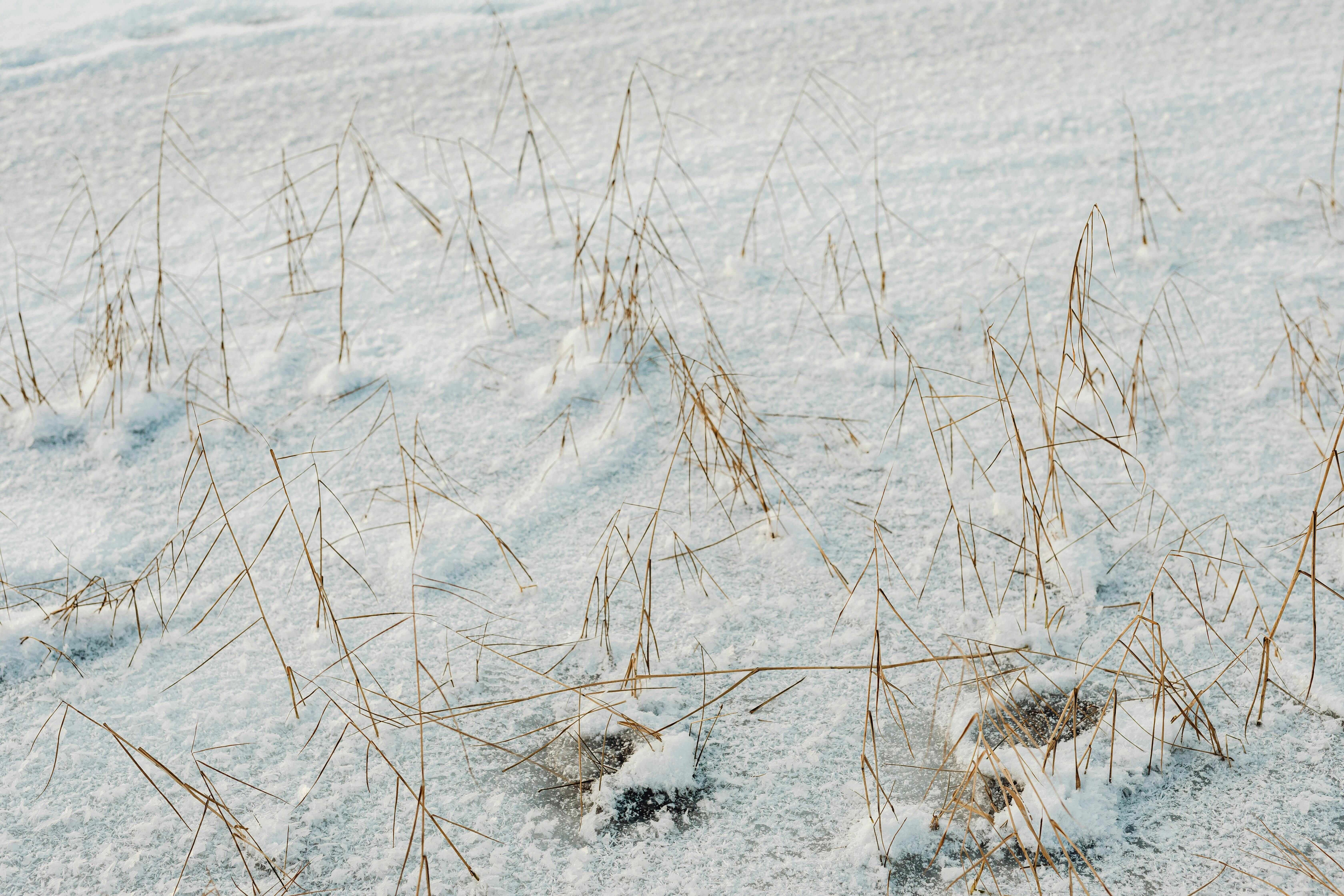 Delicate Grass in Snow