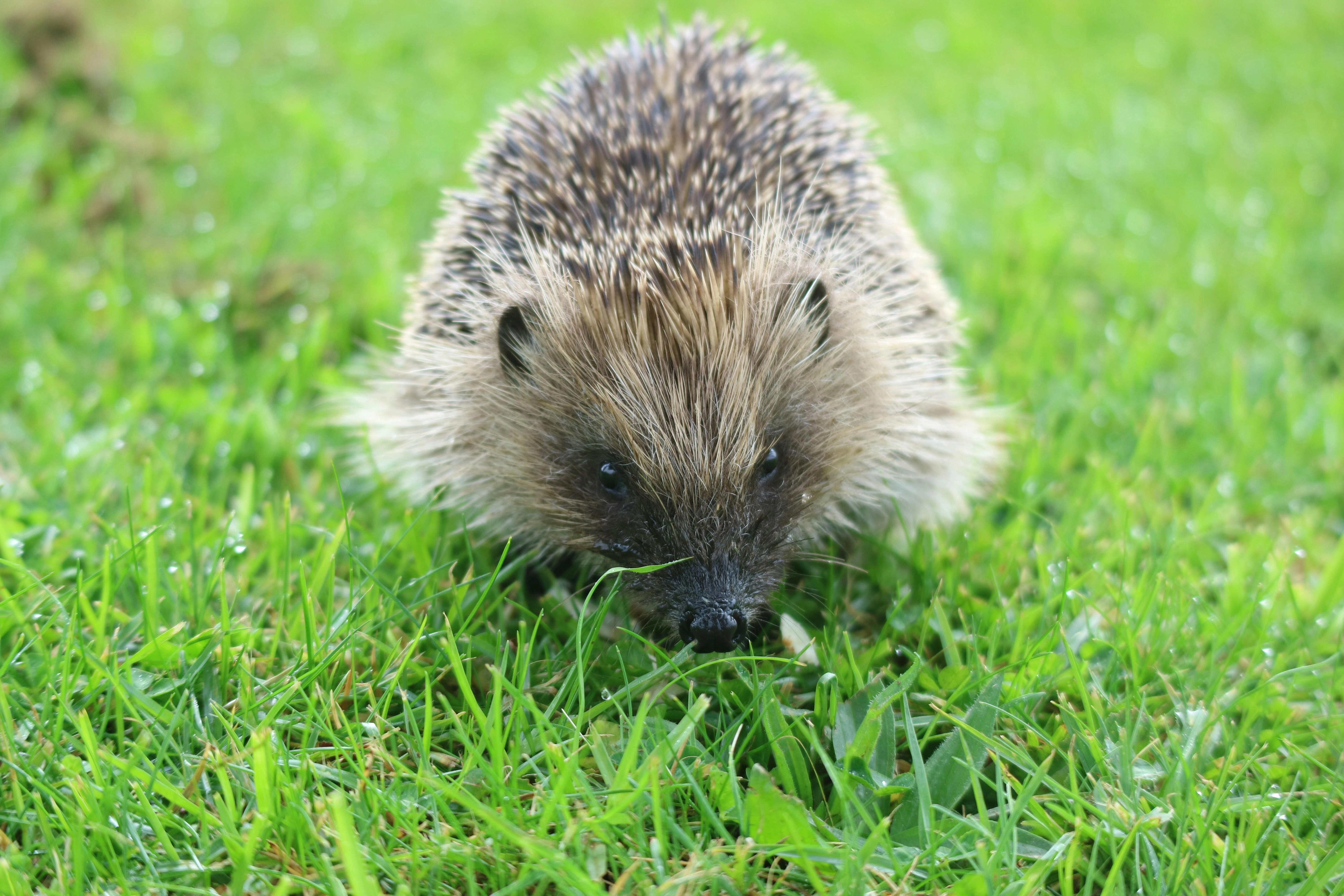 Hedgehog in Green Grass Hedgehog in Green Grass