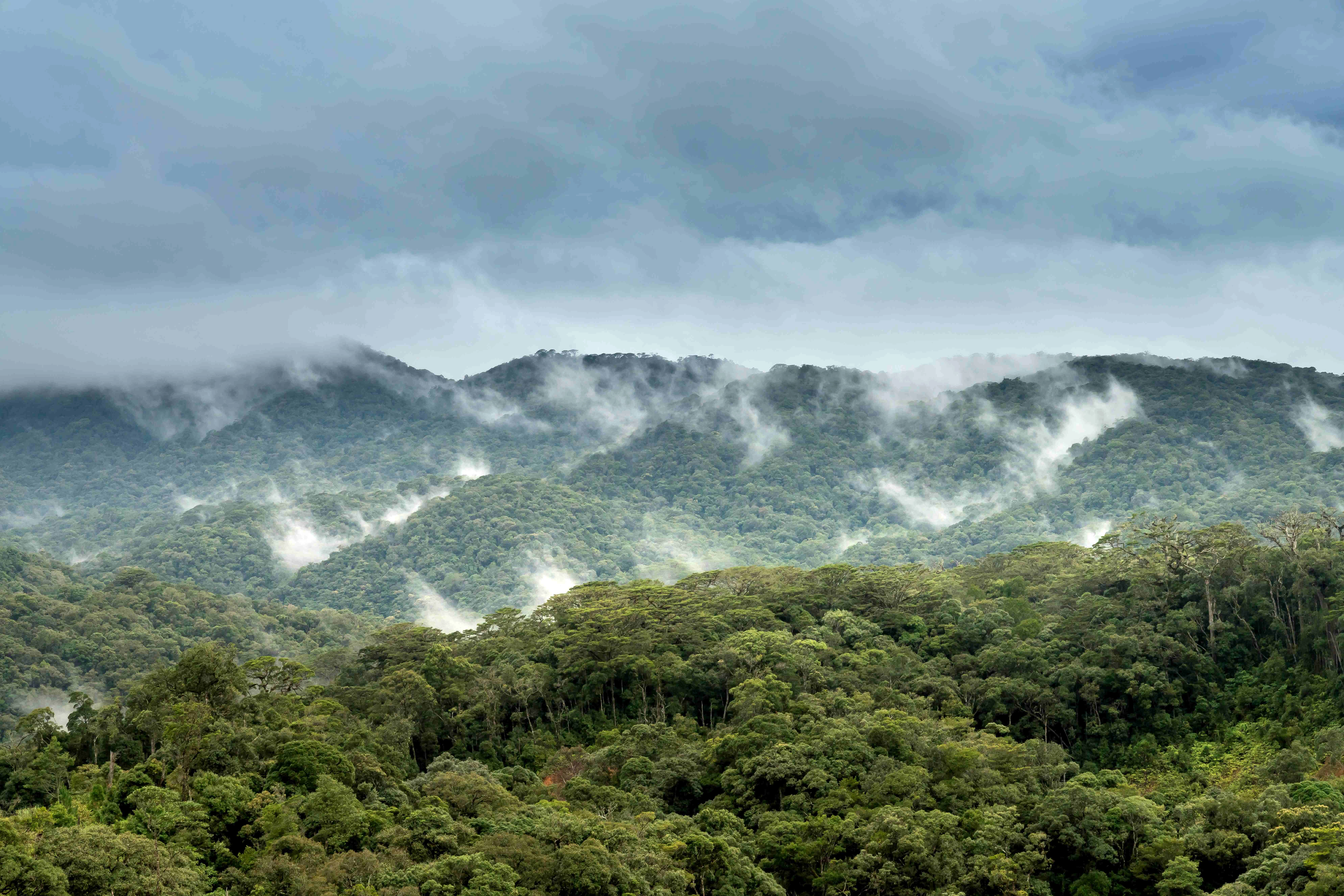 Misty Tropical Mountain Forest