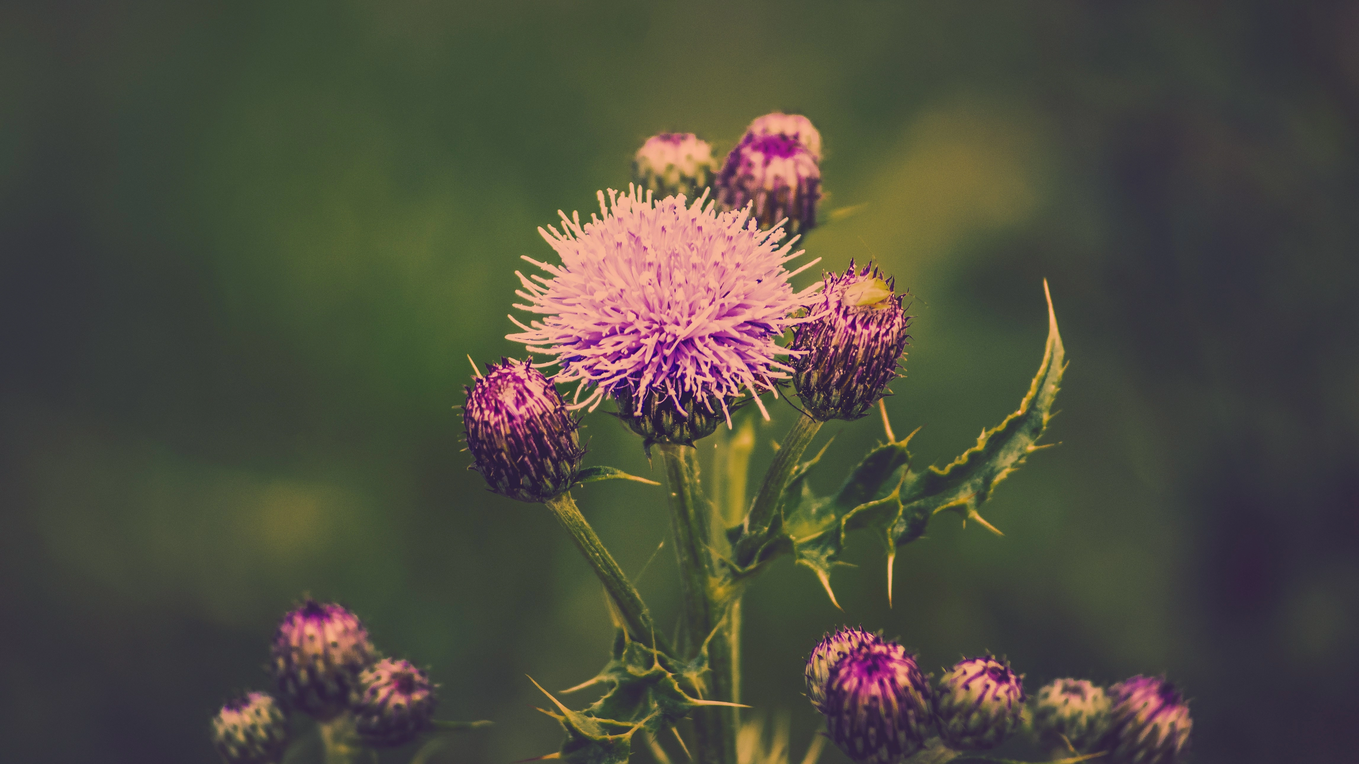 Vibrant Thistle in Bloom