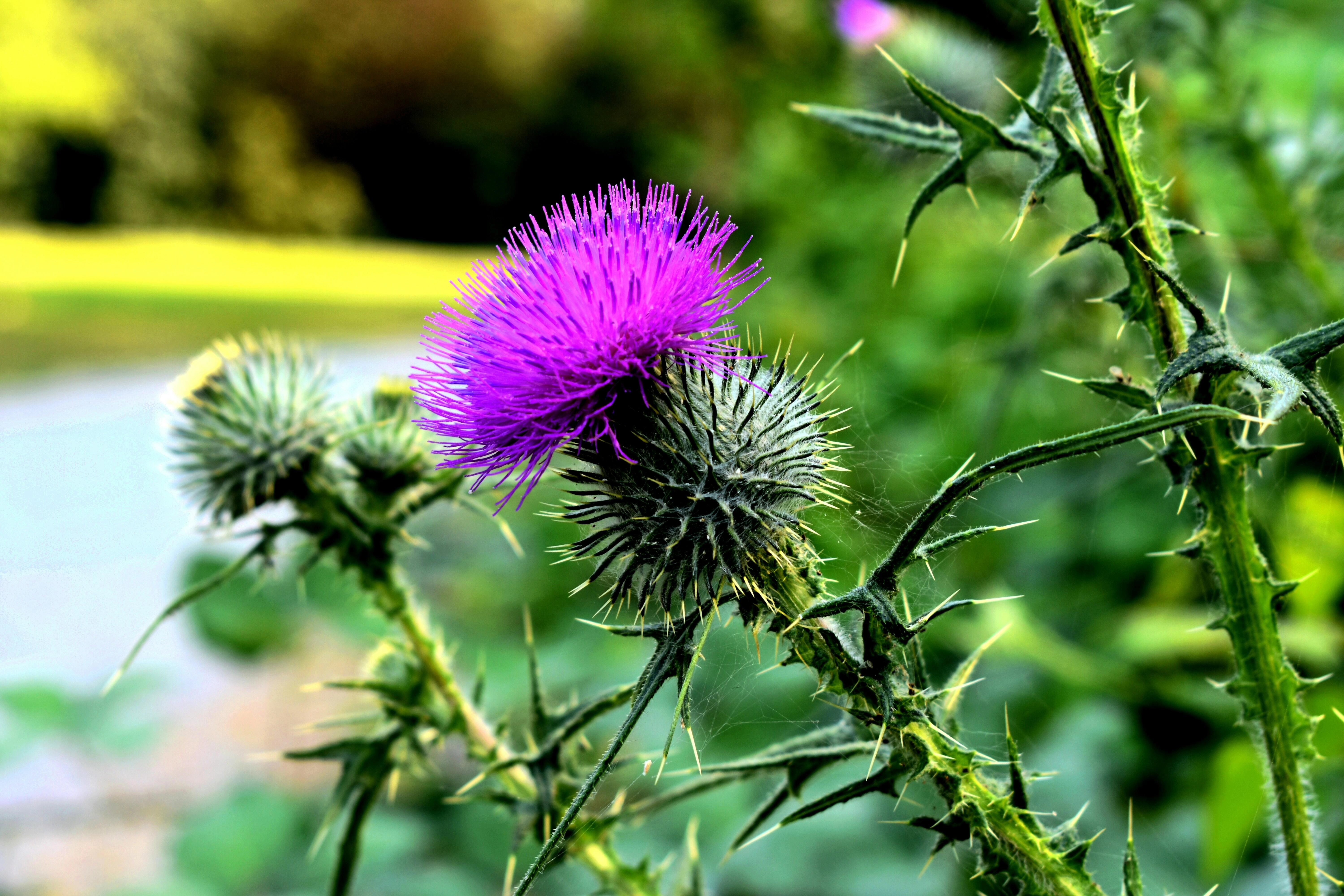 Vibrant Thistle in Bloom