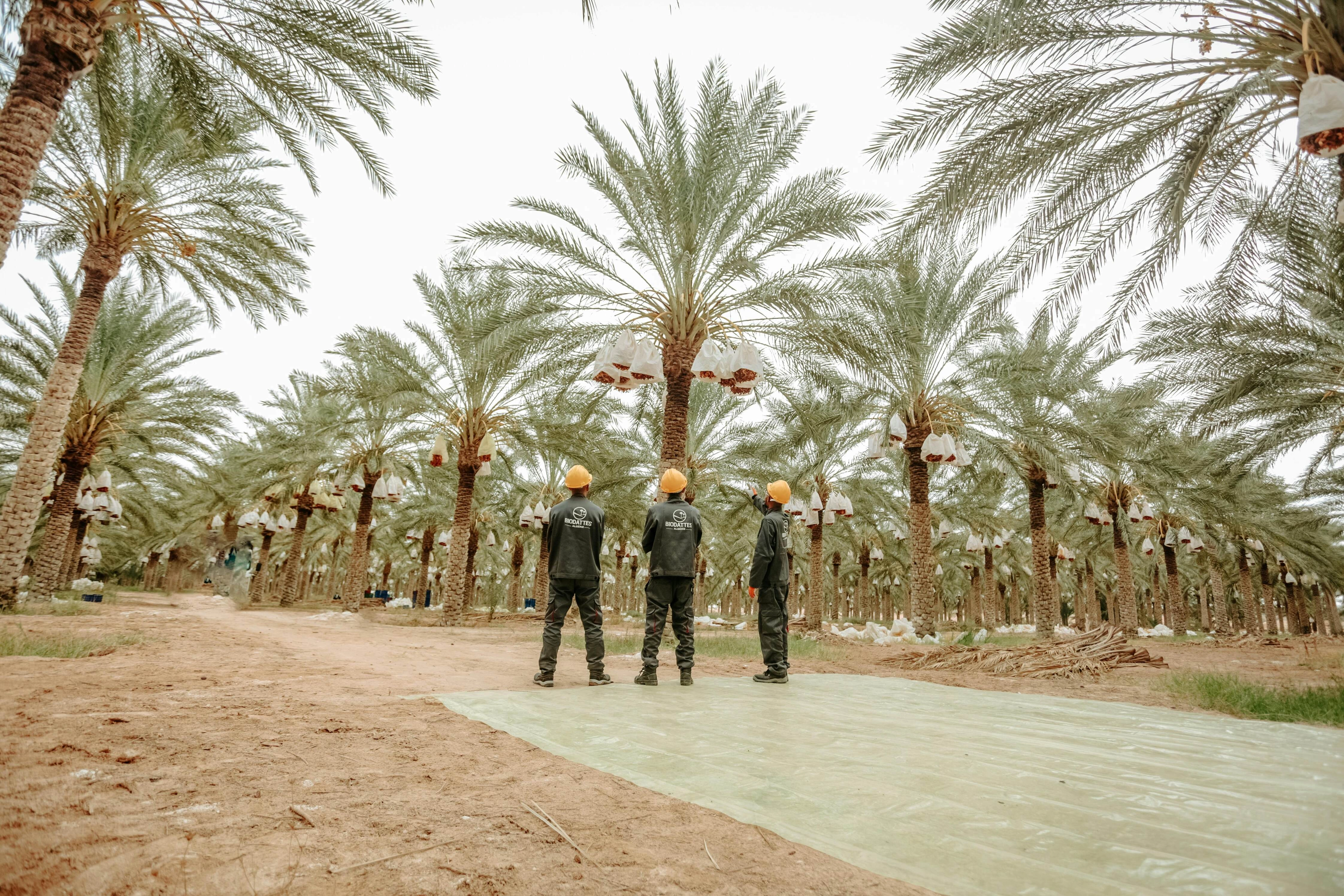 Palm Grove Workers Surveying Palm Grove Workers Surveying