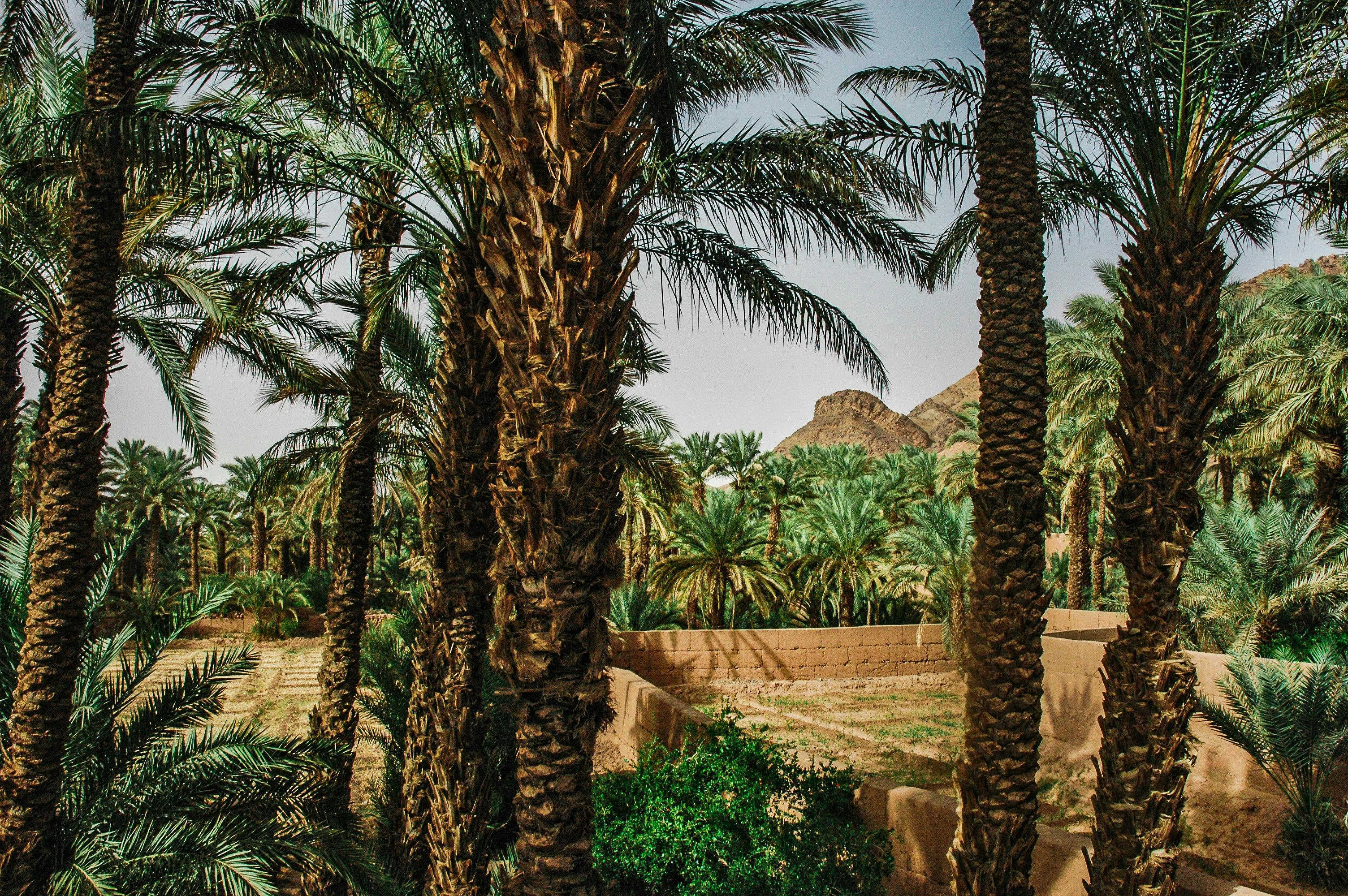 Palm Oasis in Desert Palm Oasis in Desert
