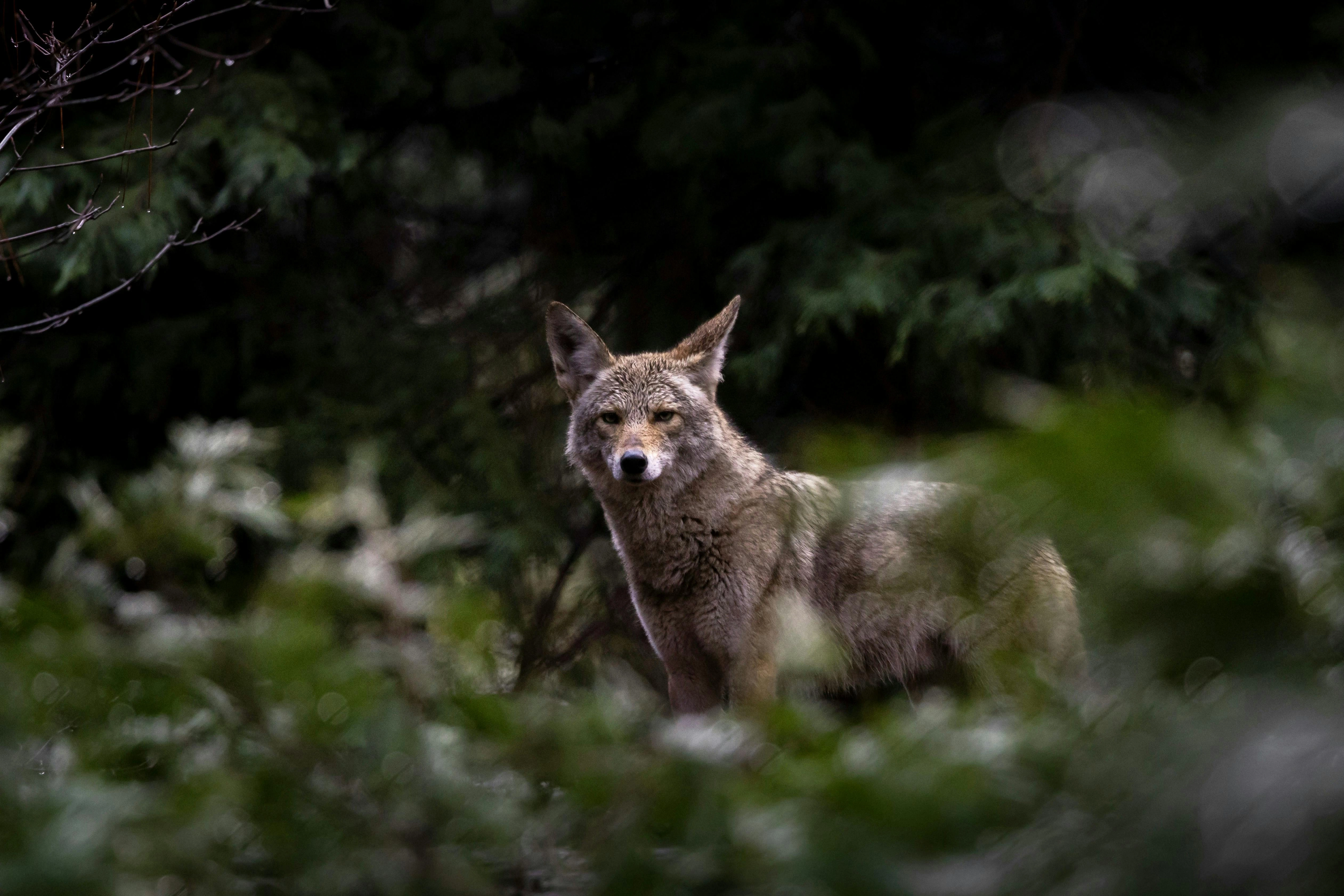 Alert Coyote in Forest Alert Coyote in Forest