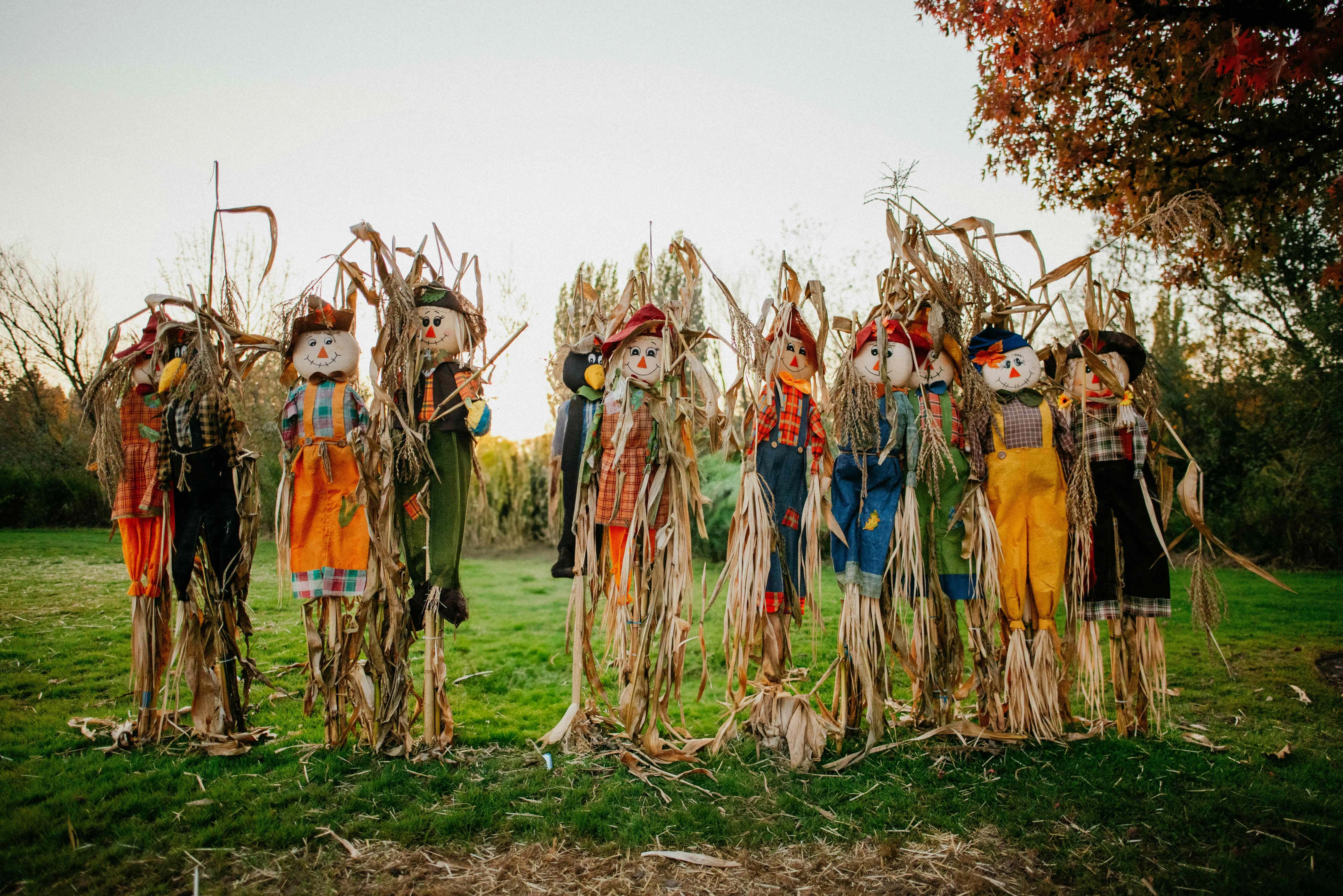 Autumn Scarecrows in Field Autumn Scarecrows in Field