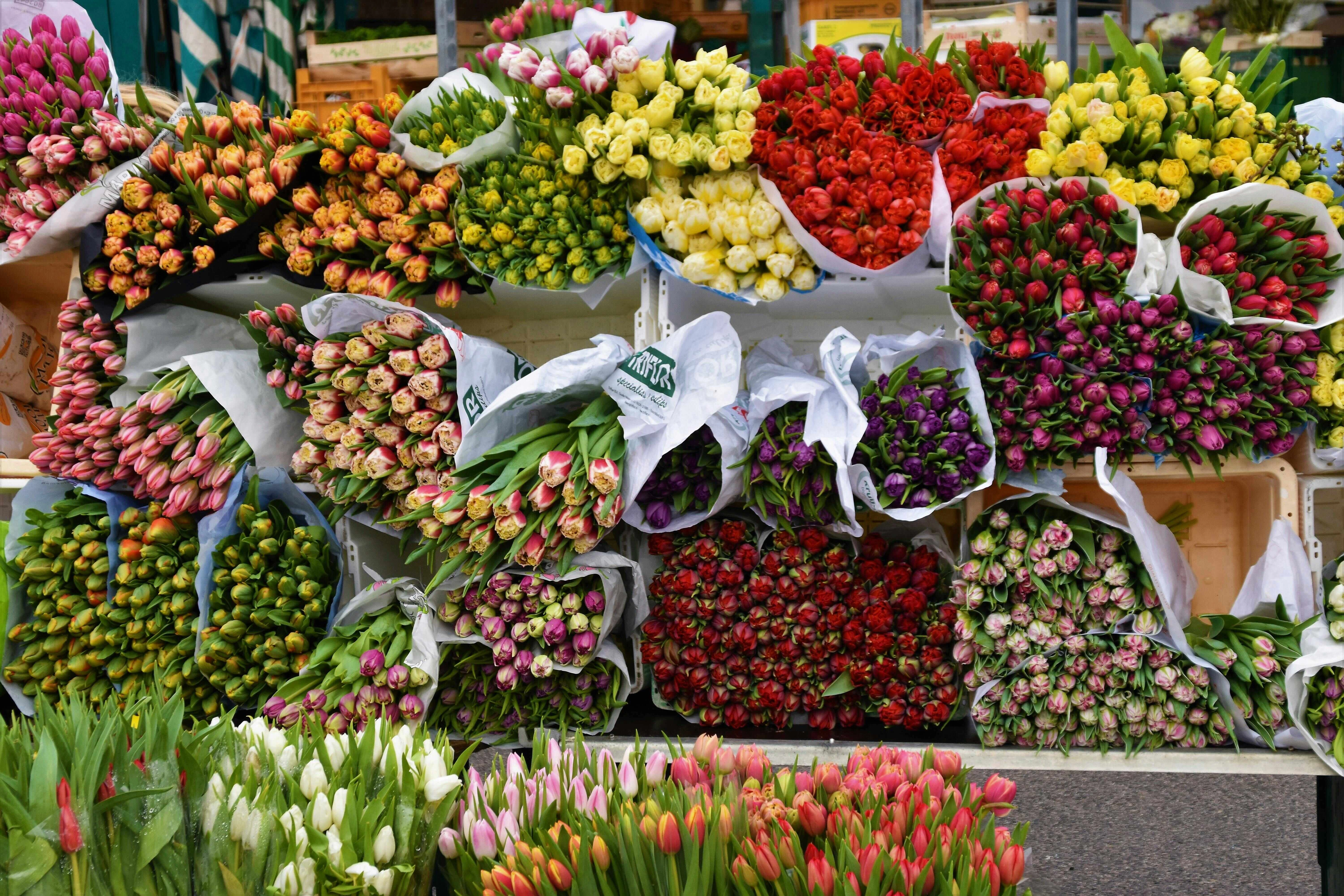 Colorful Tulip Flower Market Colorful Tulip Flower Market