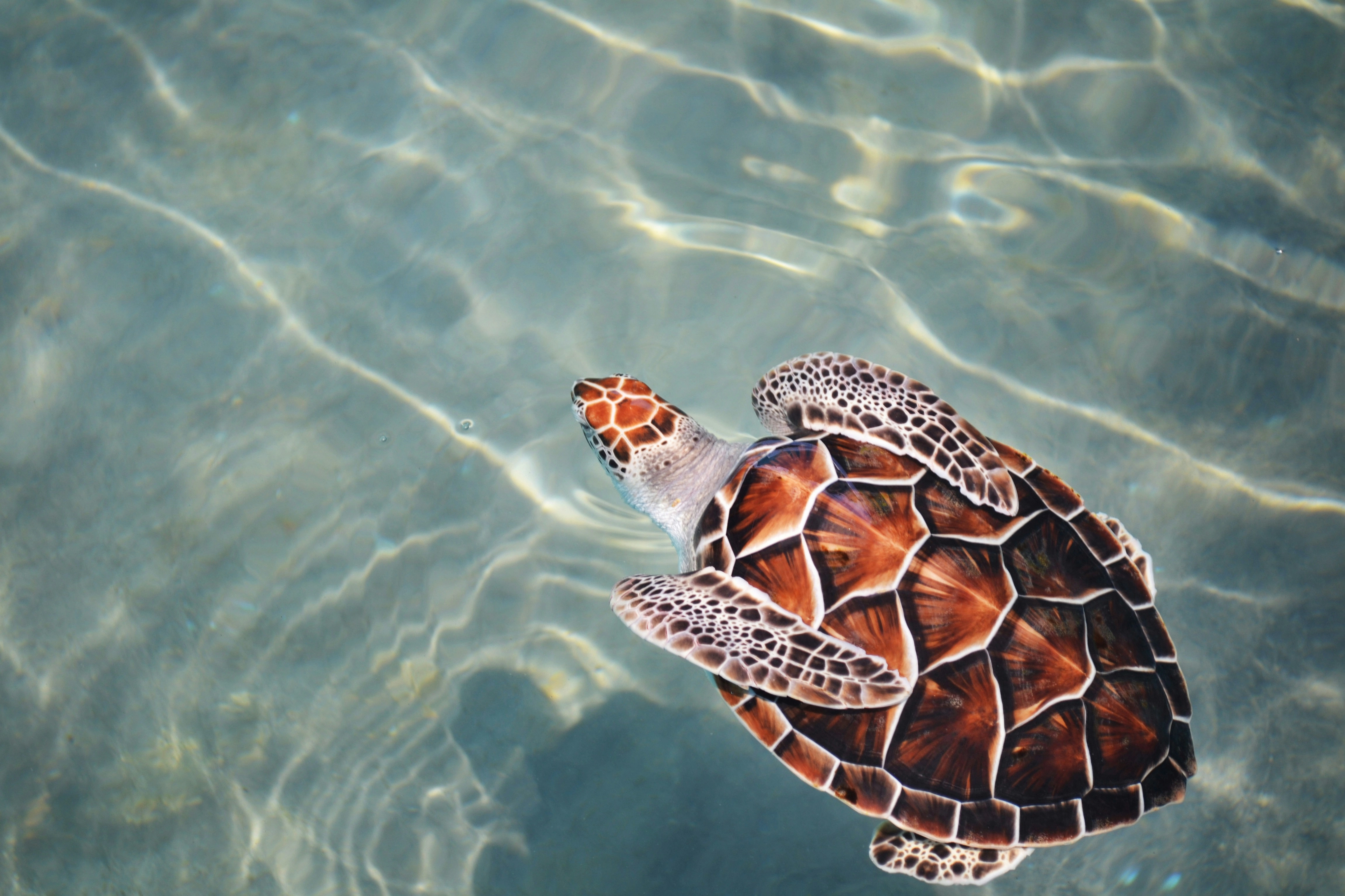 Sea Turtle Color Palette, Combinations & Schemes | Octet Design Labs