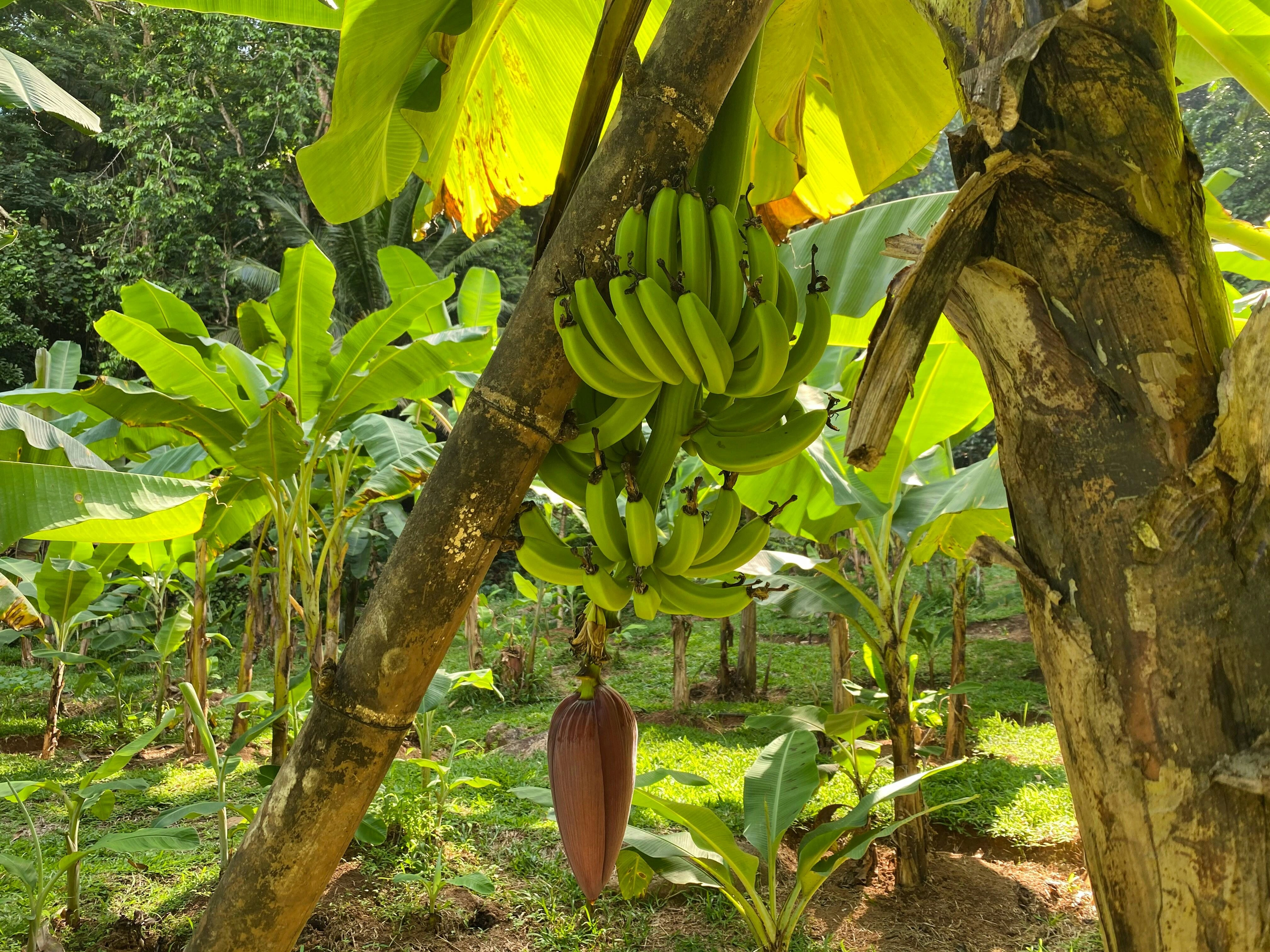Tropical Banana Tree Grove