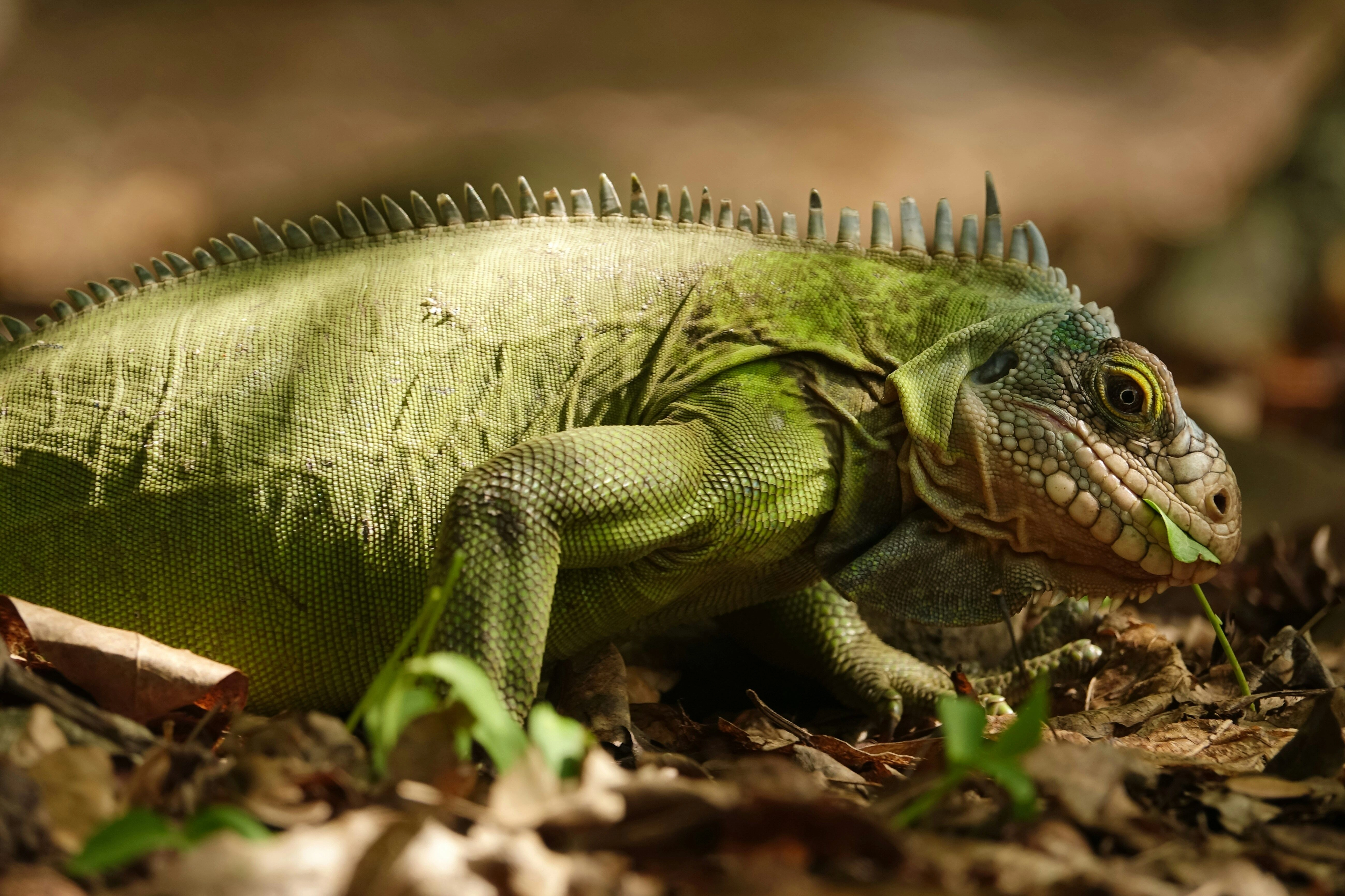 Vibrant Green Iguana Close-up