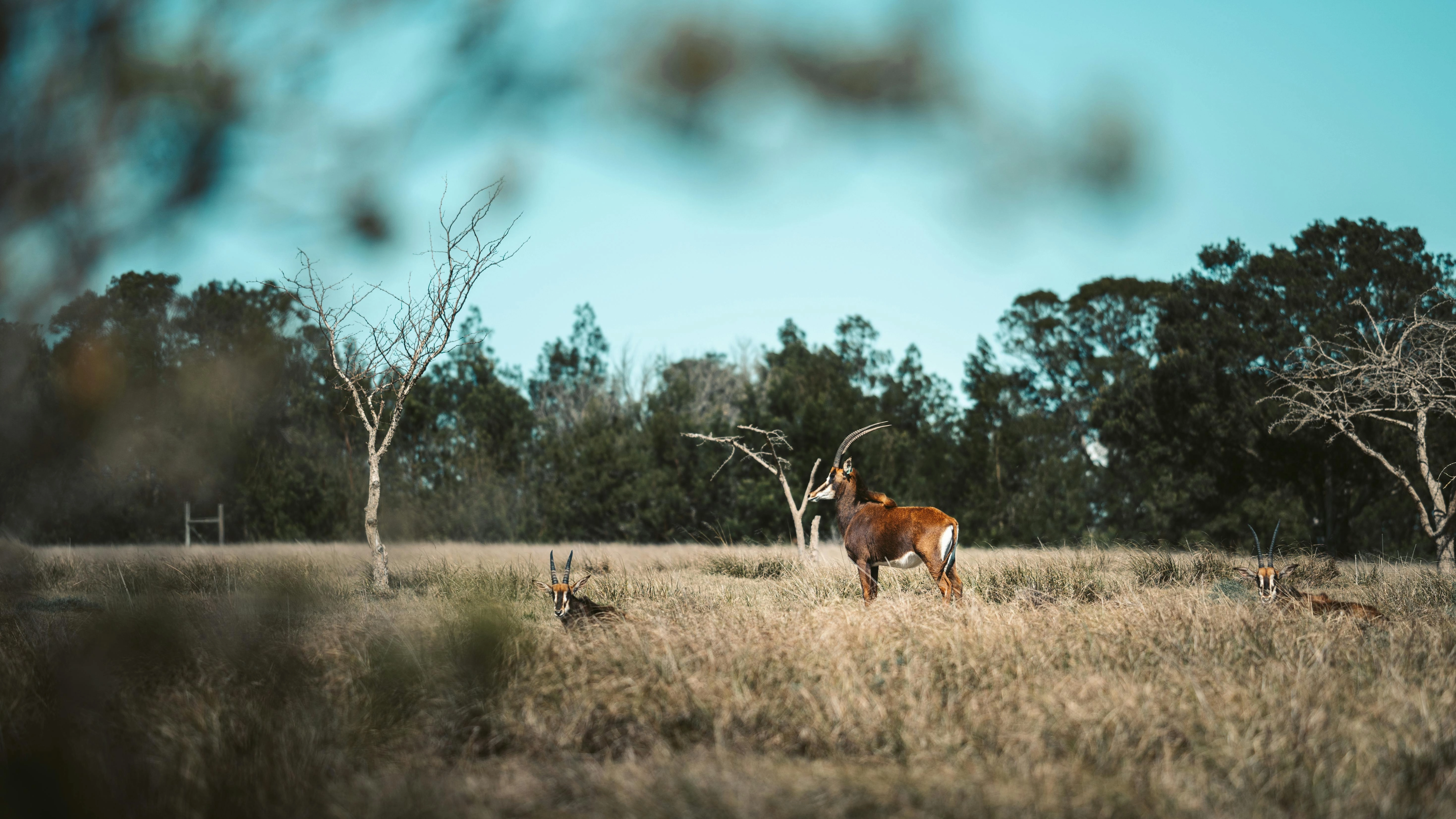 Antelope in Savanna Grassland