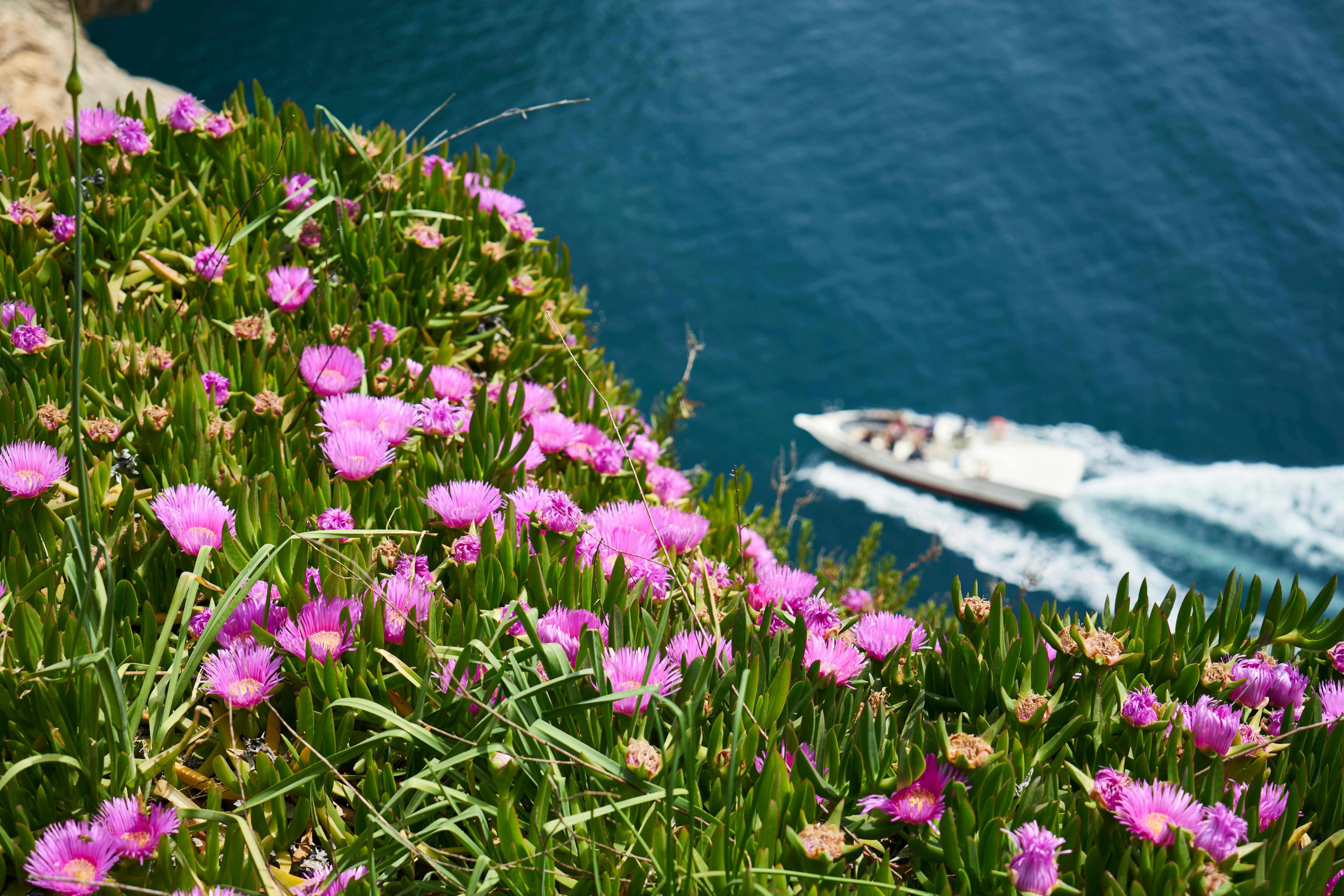 Coastal Flowers and Boat Coastal Flowers and Boat