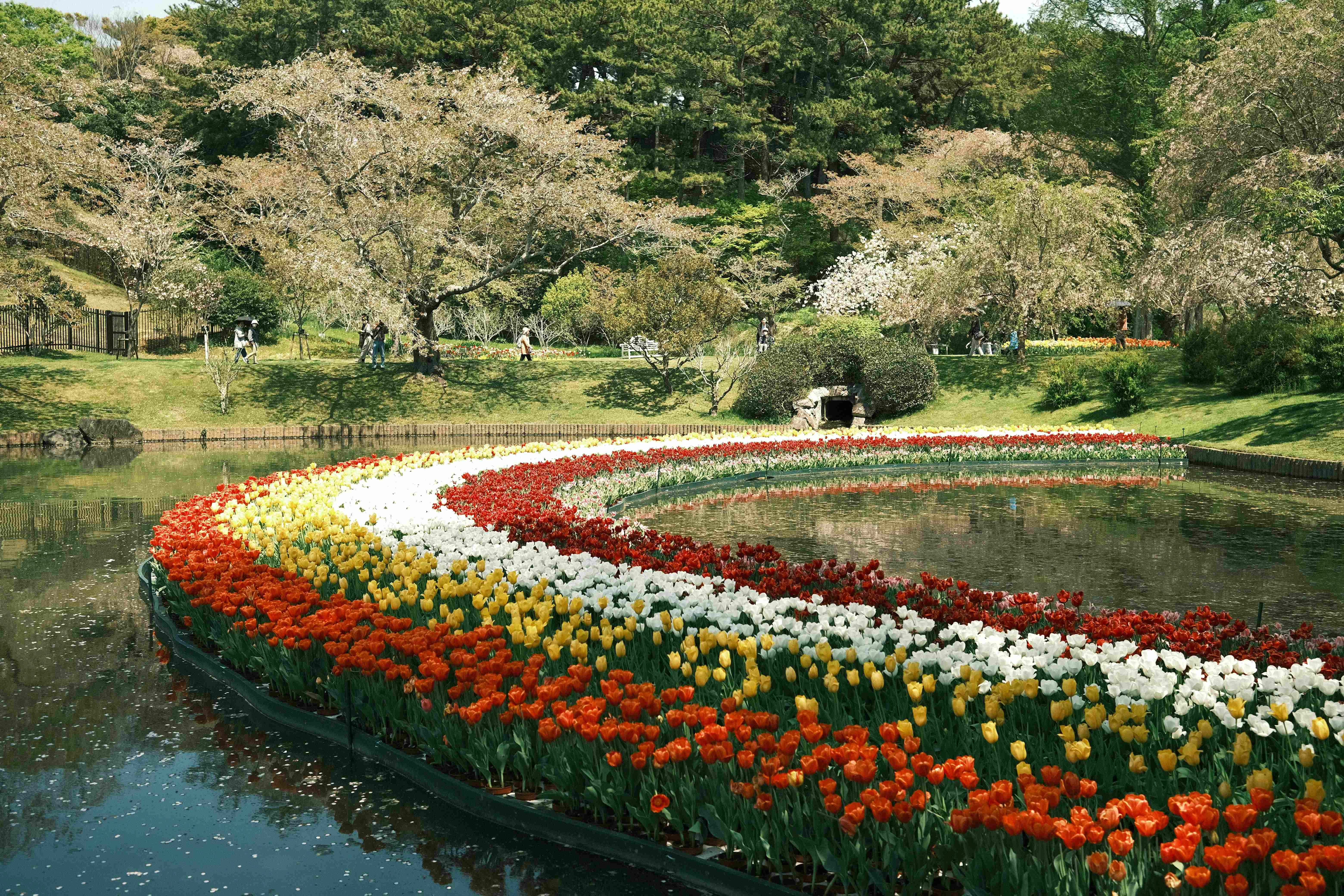 Colorful Tulip Garden Reflections Colorful Tulip Garden Reflections