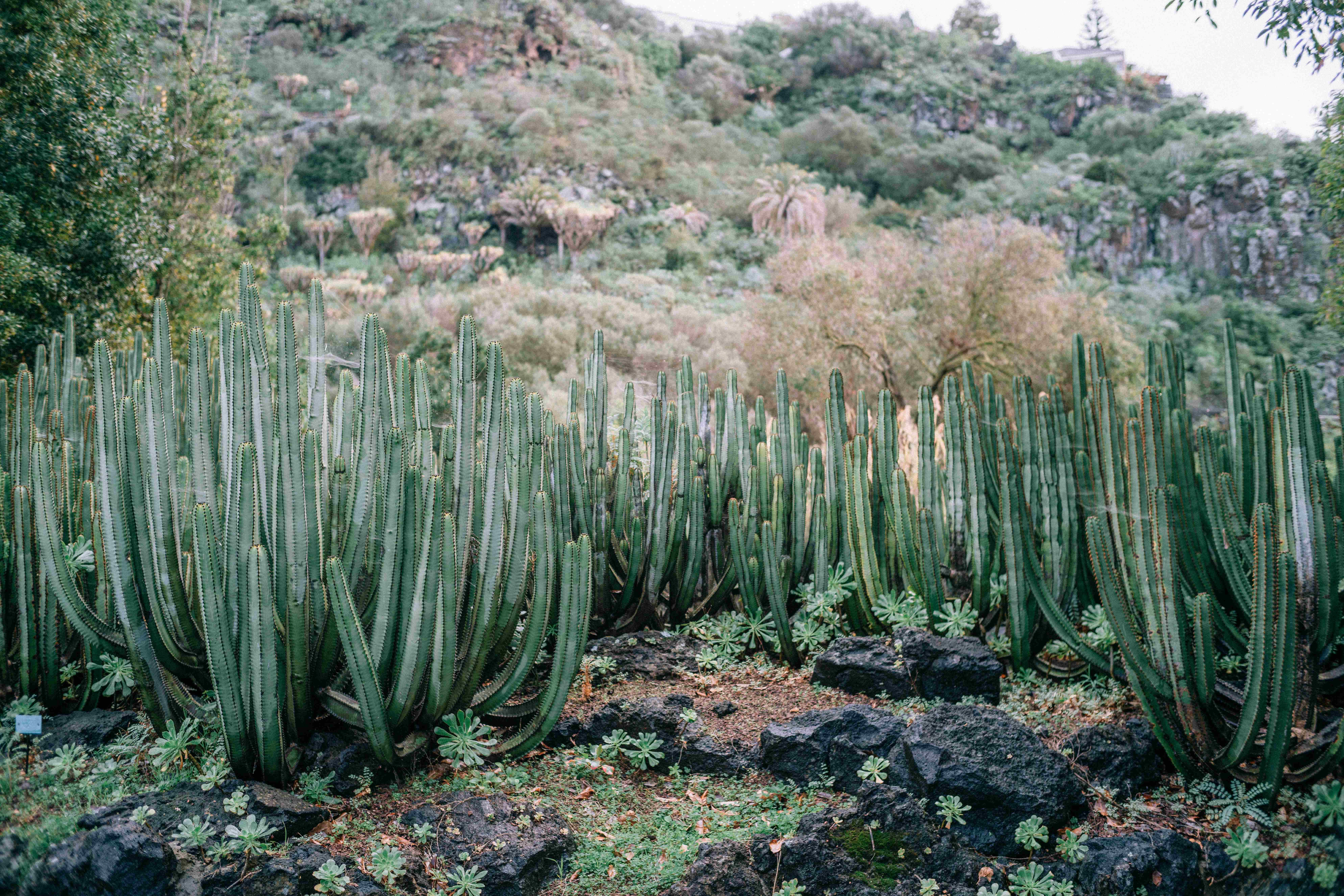 Desert Cacti Botanical Garden