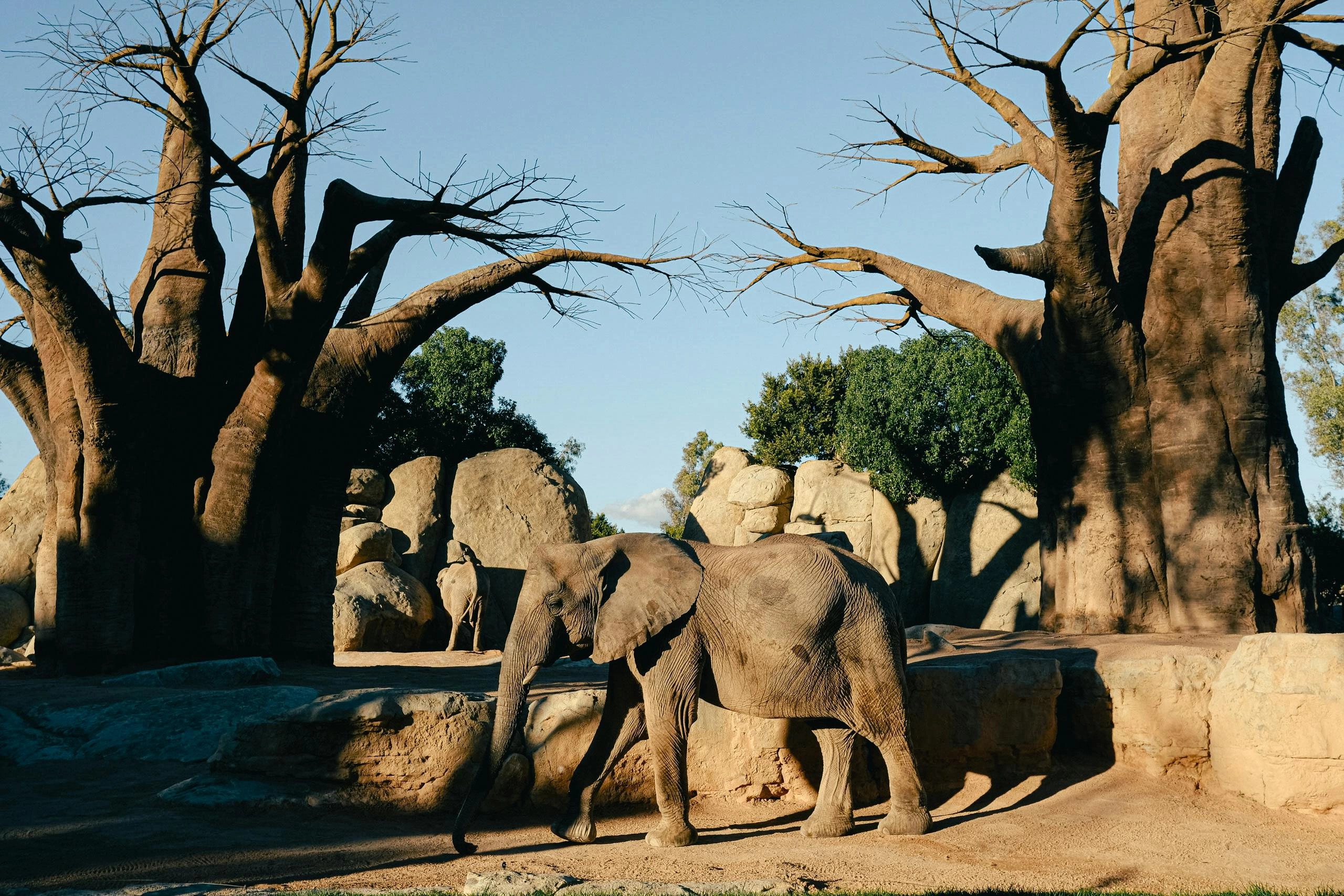 Elephants in Color Palette, Combinations & Schemes | Octet Design Labs