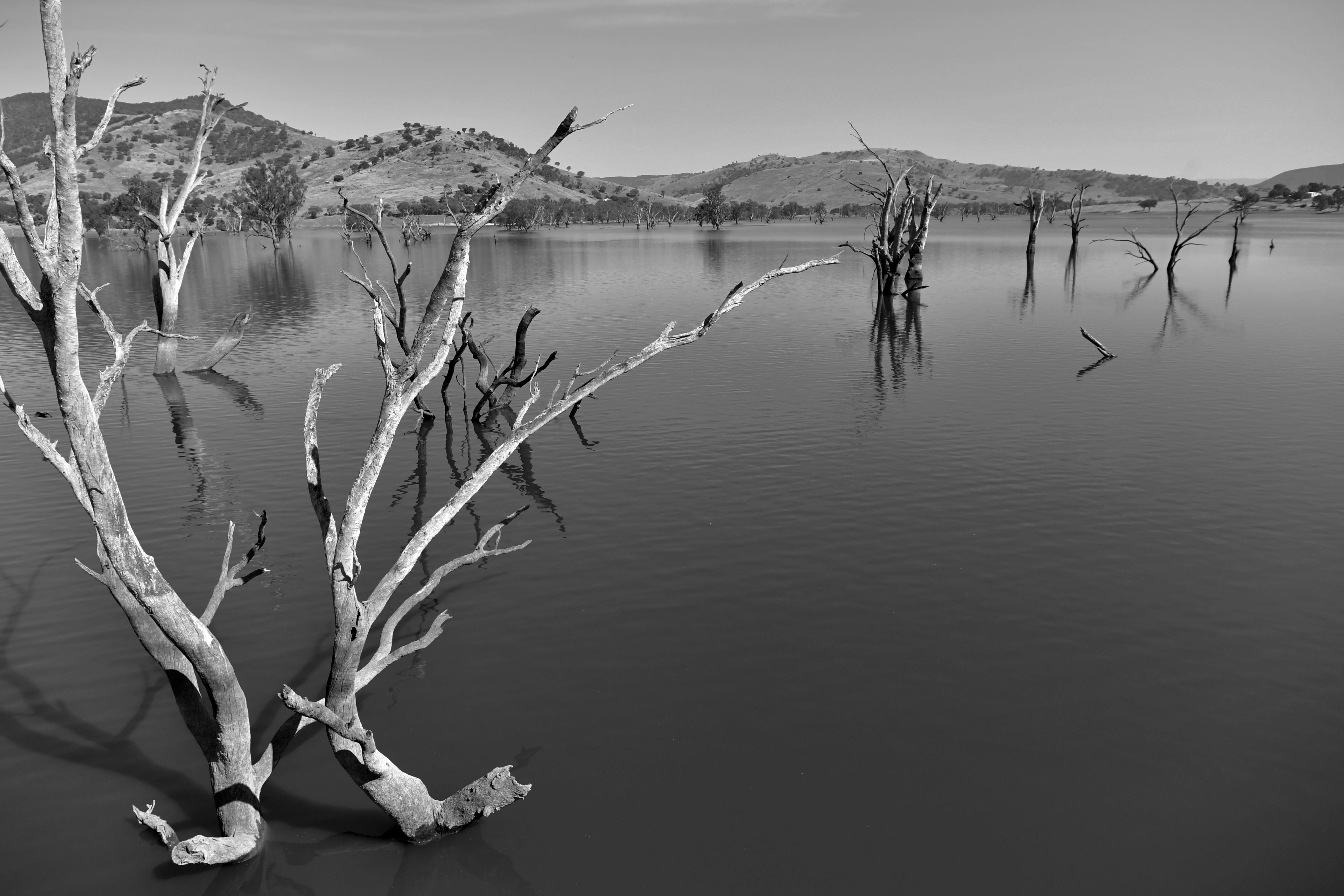 Flooded Trees in Landscape Flooded Trees in Landscape