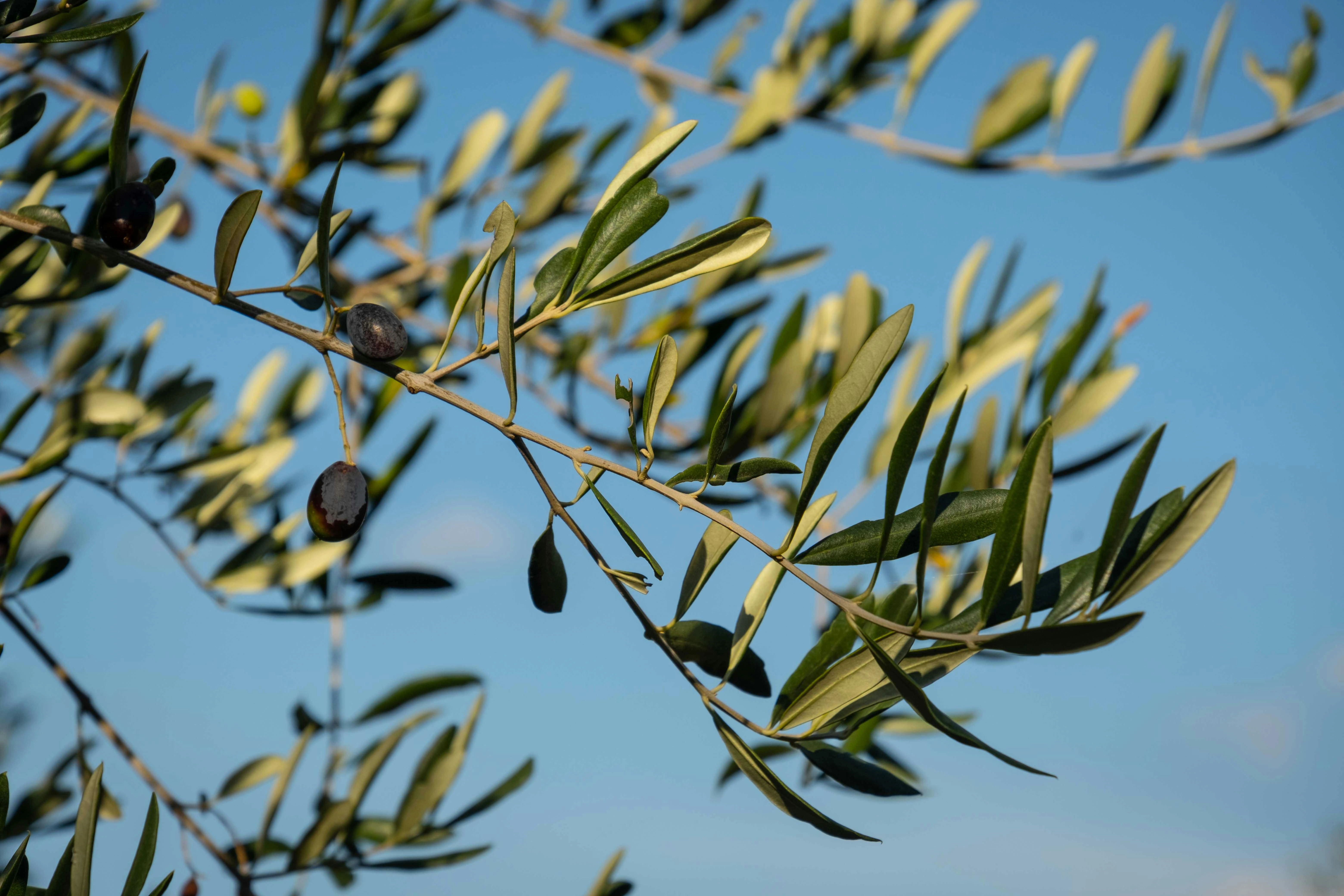 Olive branch with ripe fruits