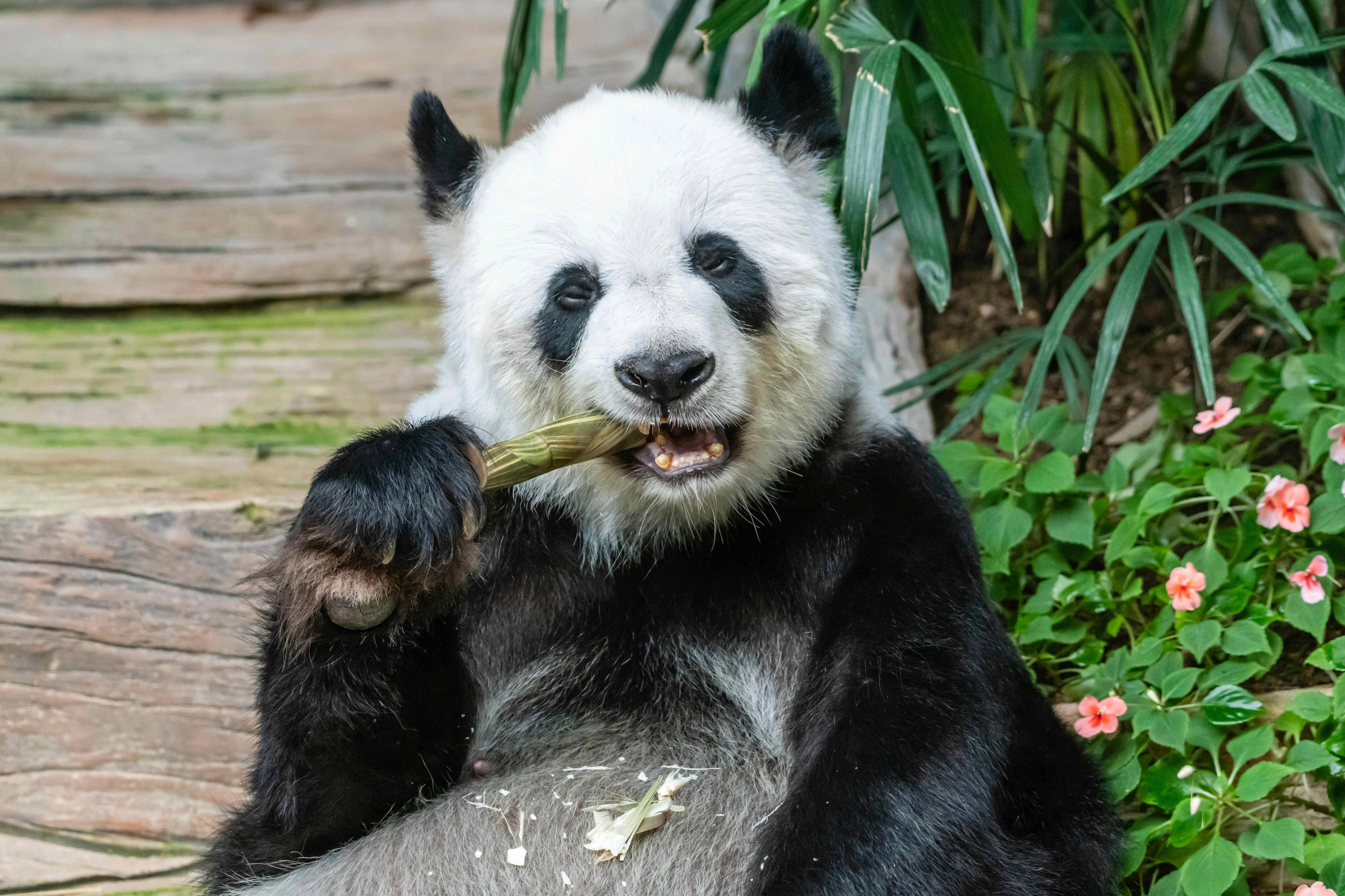 Panda Enjoying Bamboo Snack Panda Enjoying Bamboo Snack