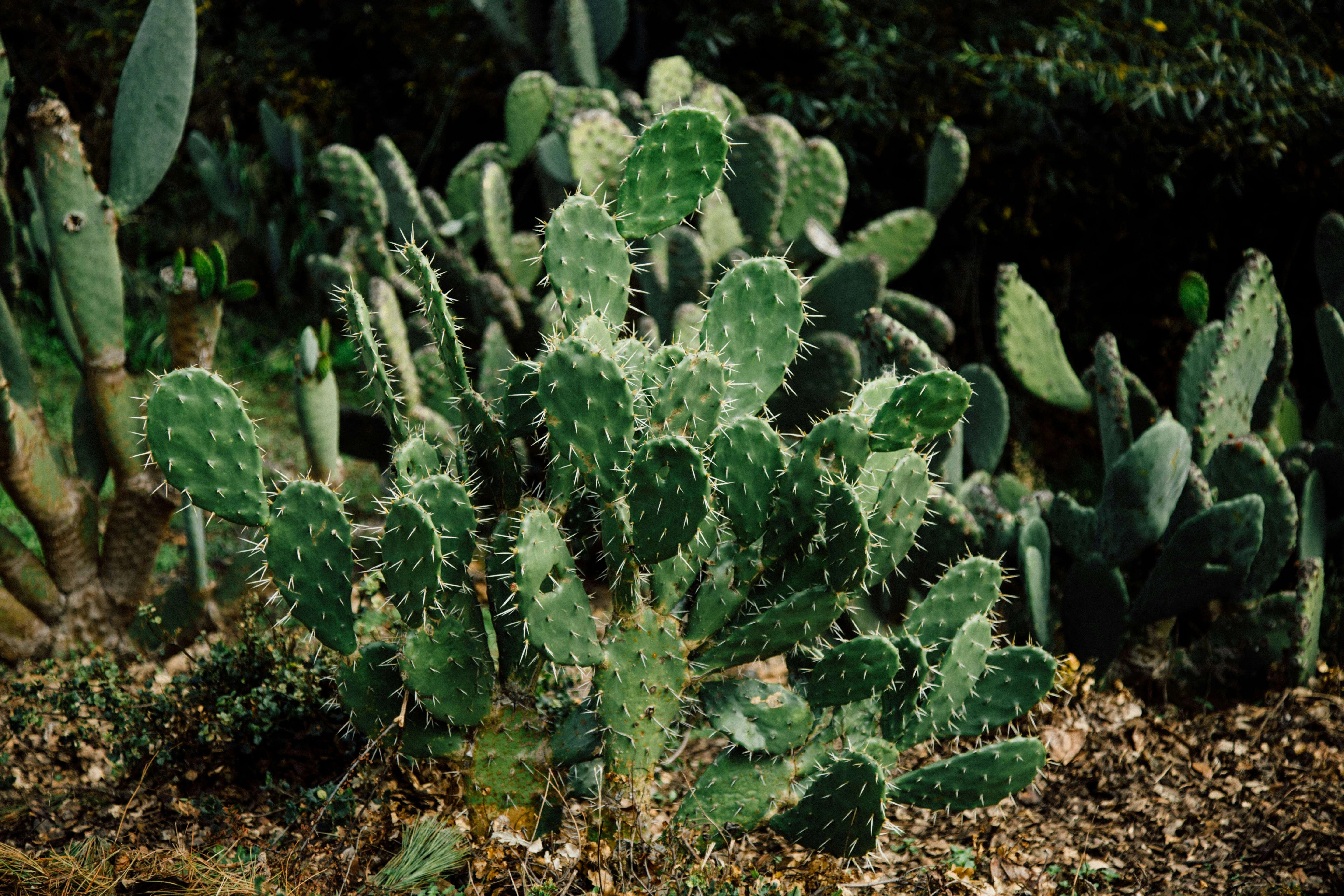 Prickly Cactus Garden Scene