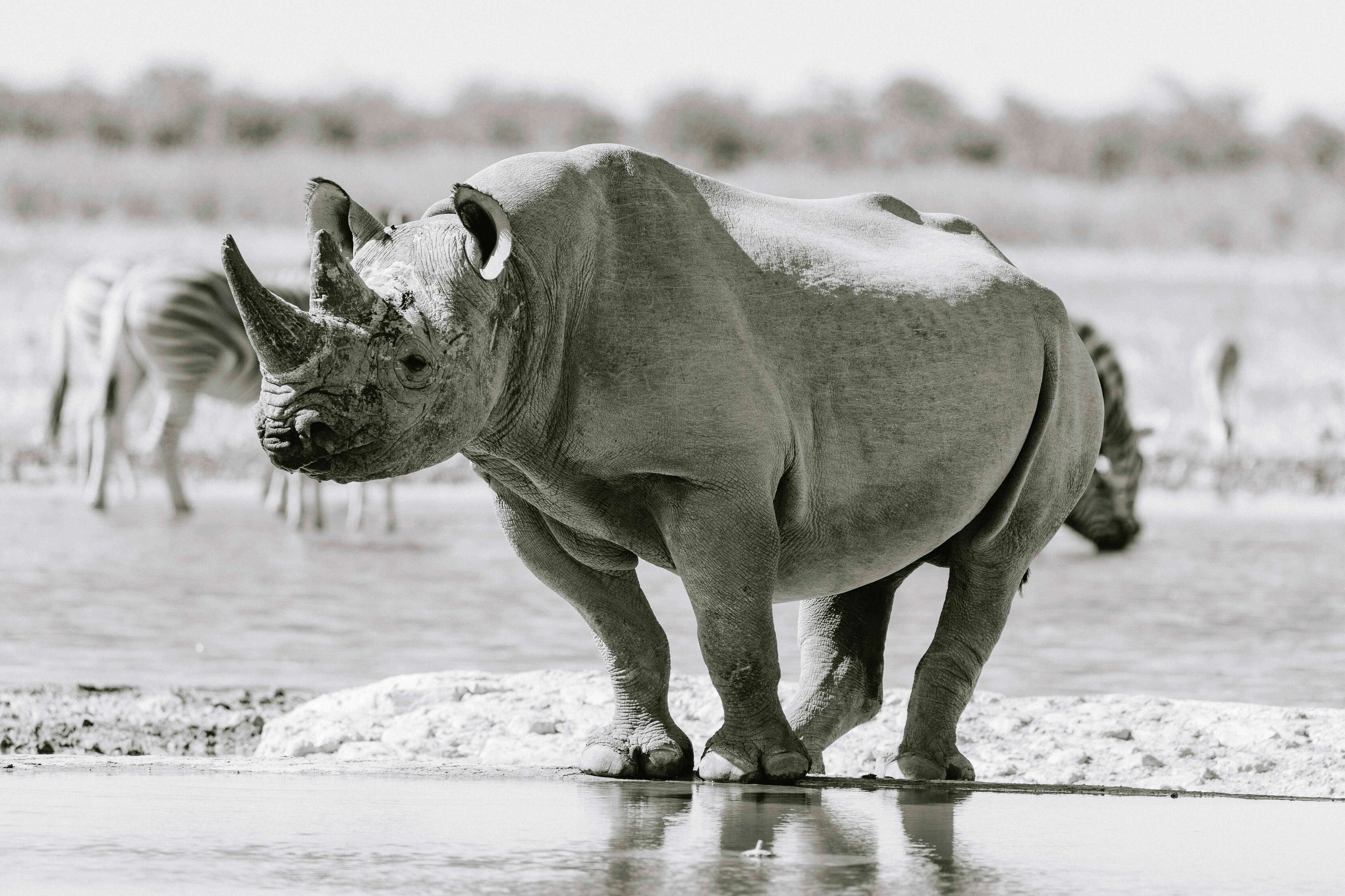 Rhino at Water's Edge Rhino at Water's Edge