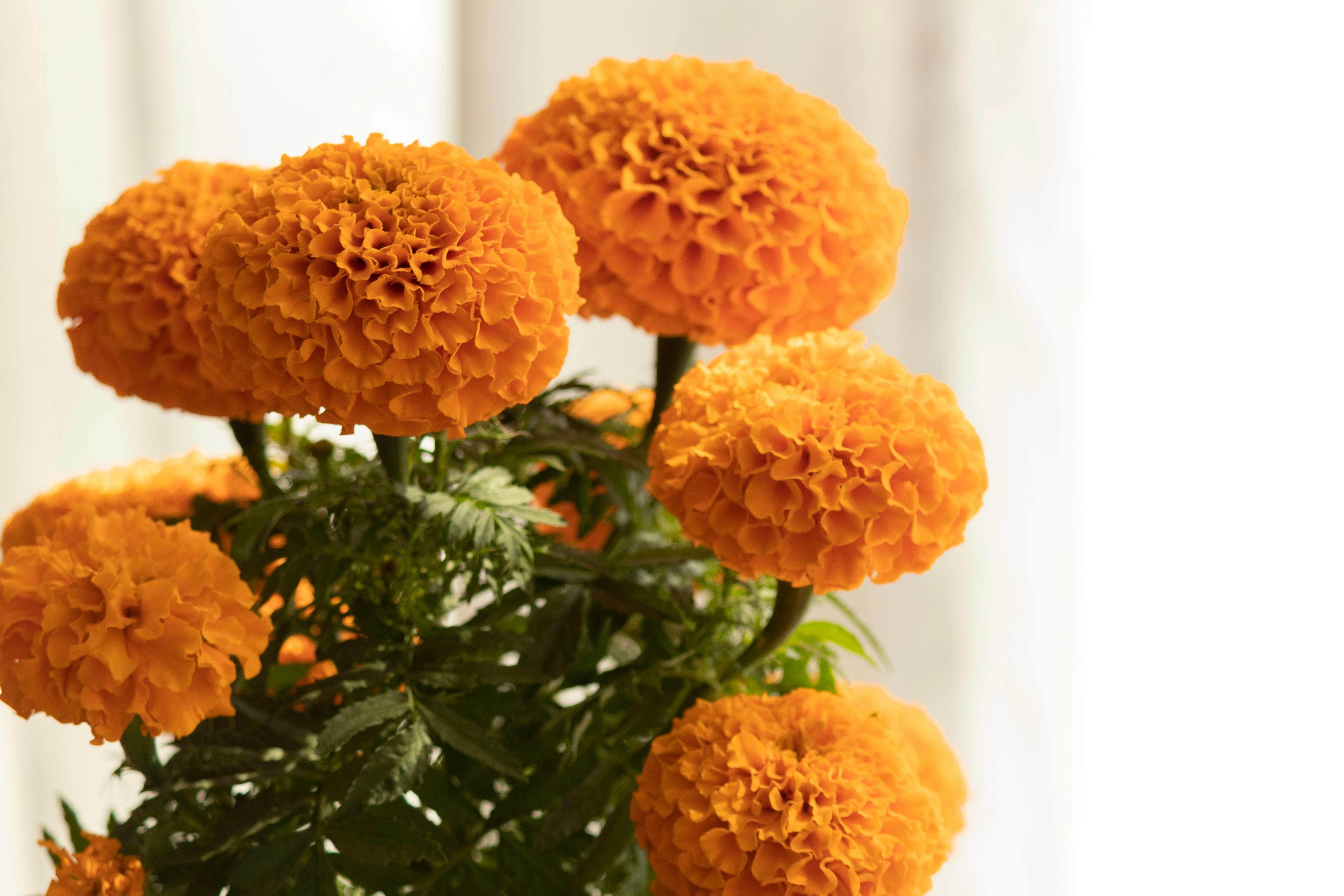 Vibrant Orange Marigold Bouquet Vibrant Orange Marigold Bouquet
