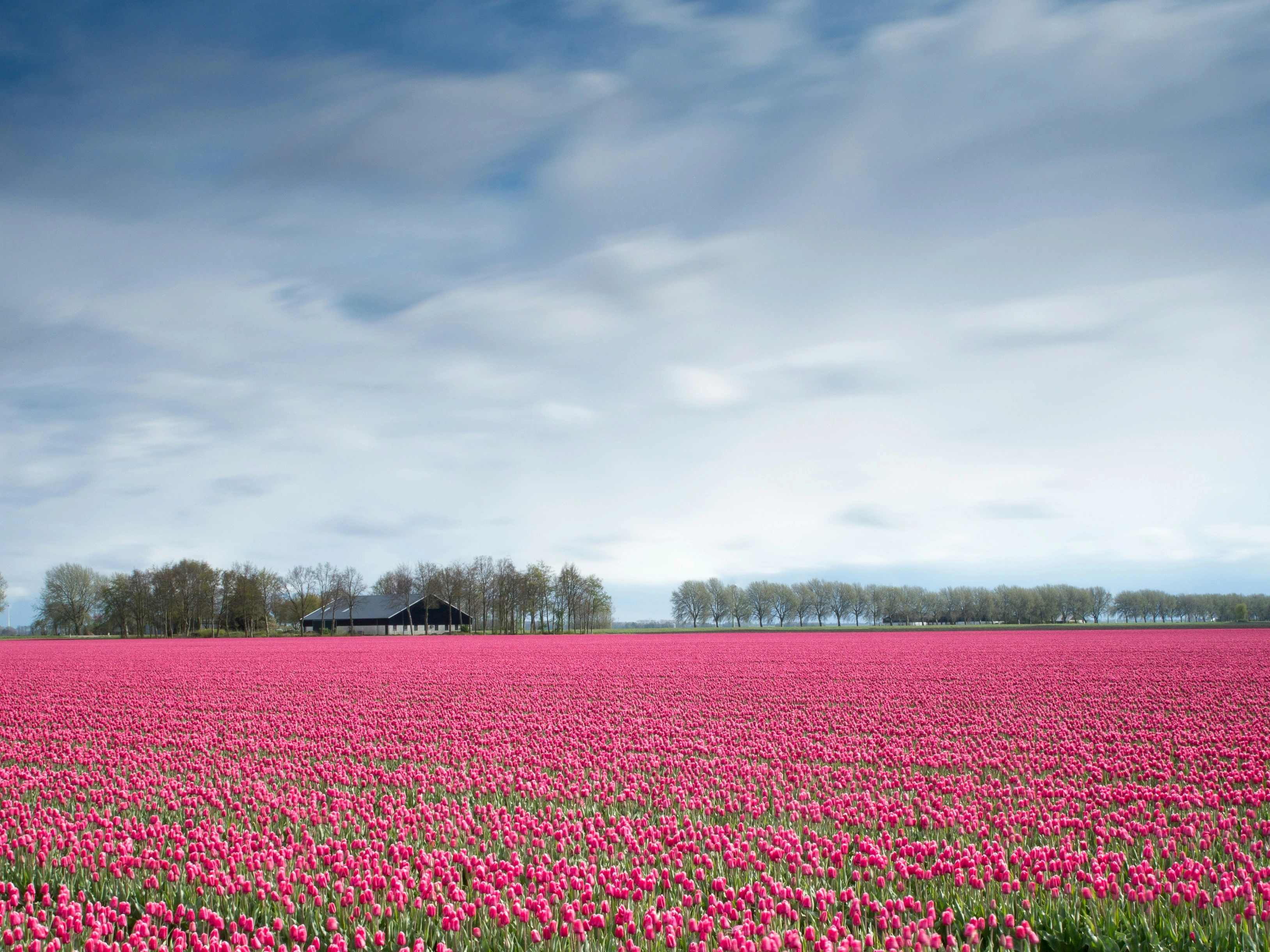 Vibrant Pink Tulip Field Vibrant Pink Tulip Field
