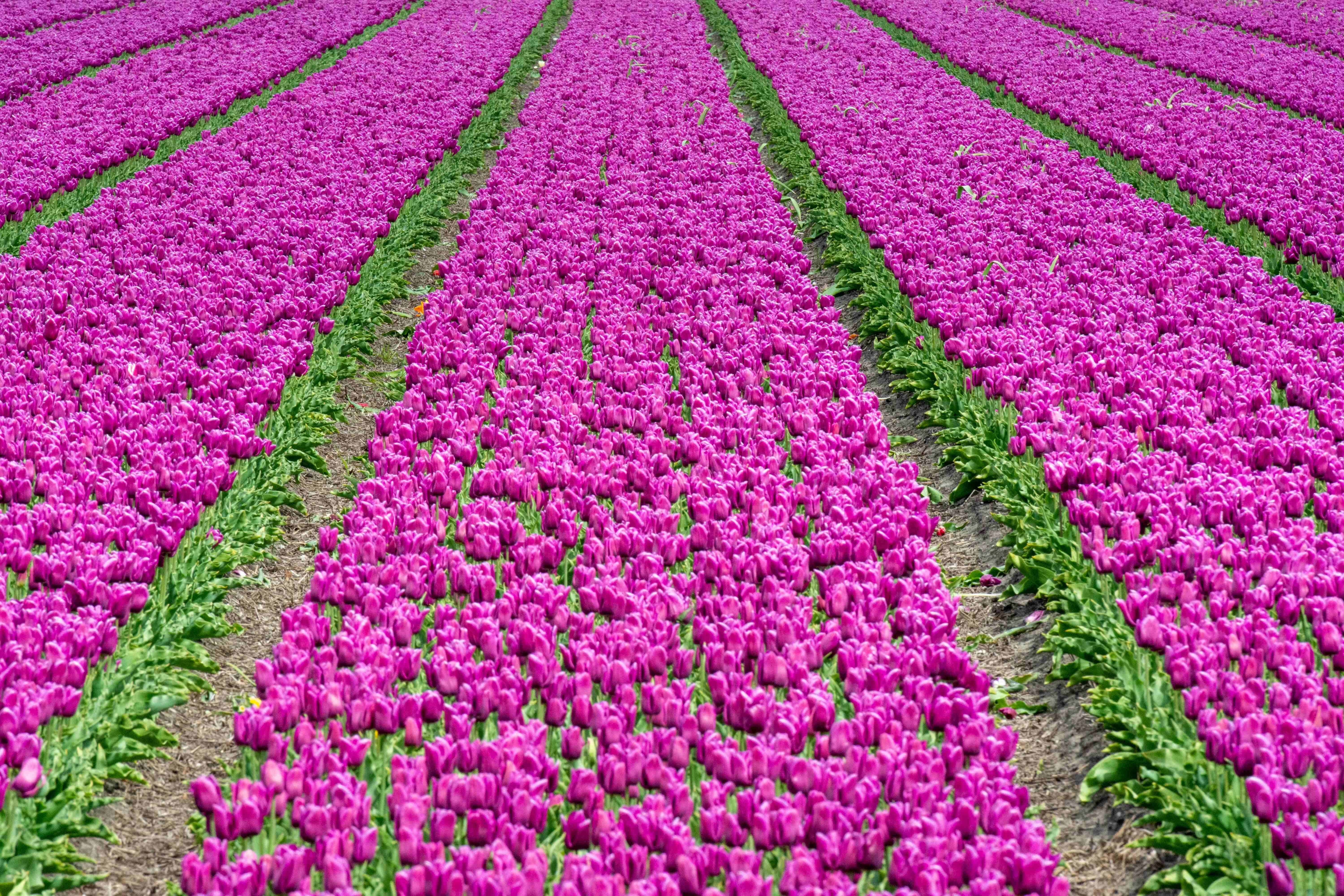 Vibrant Purple Tulip Fields Vibrant Purple Tulip Fields