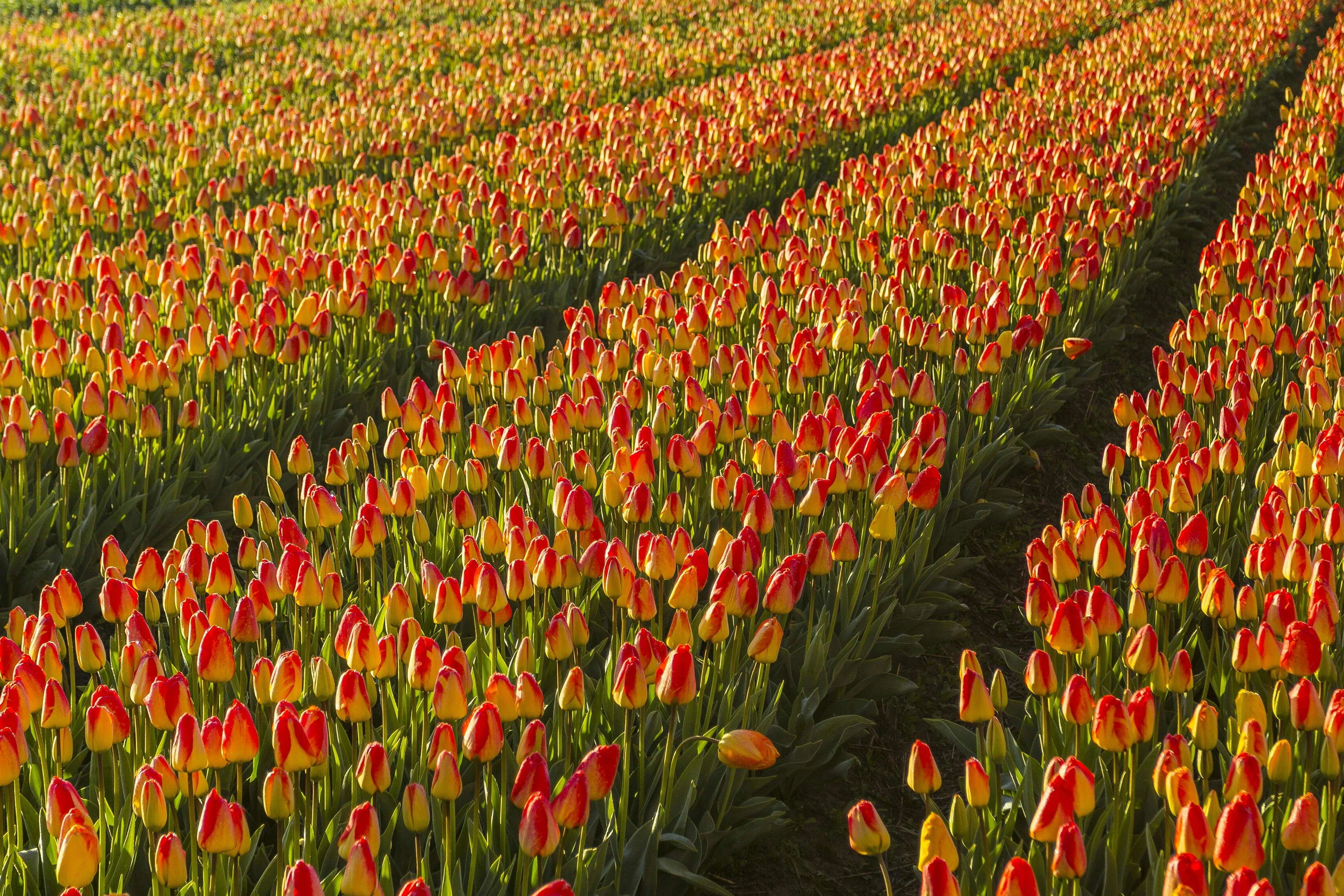 Vibrant Tulip Field Rows Vibrant Tulip Field Rows