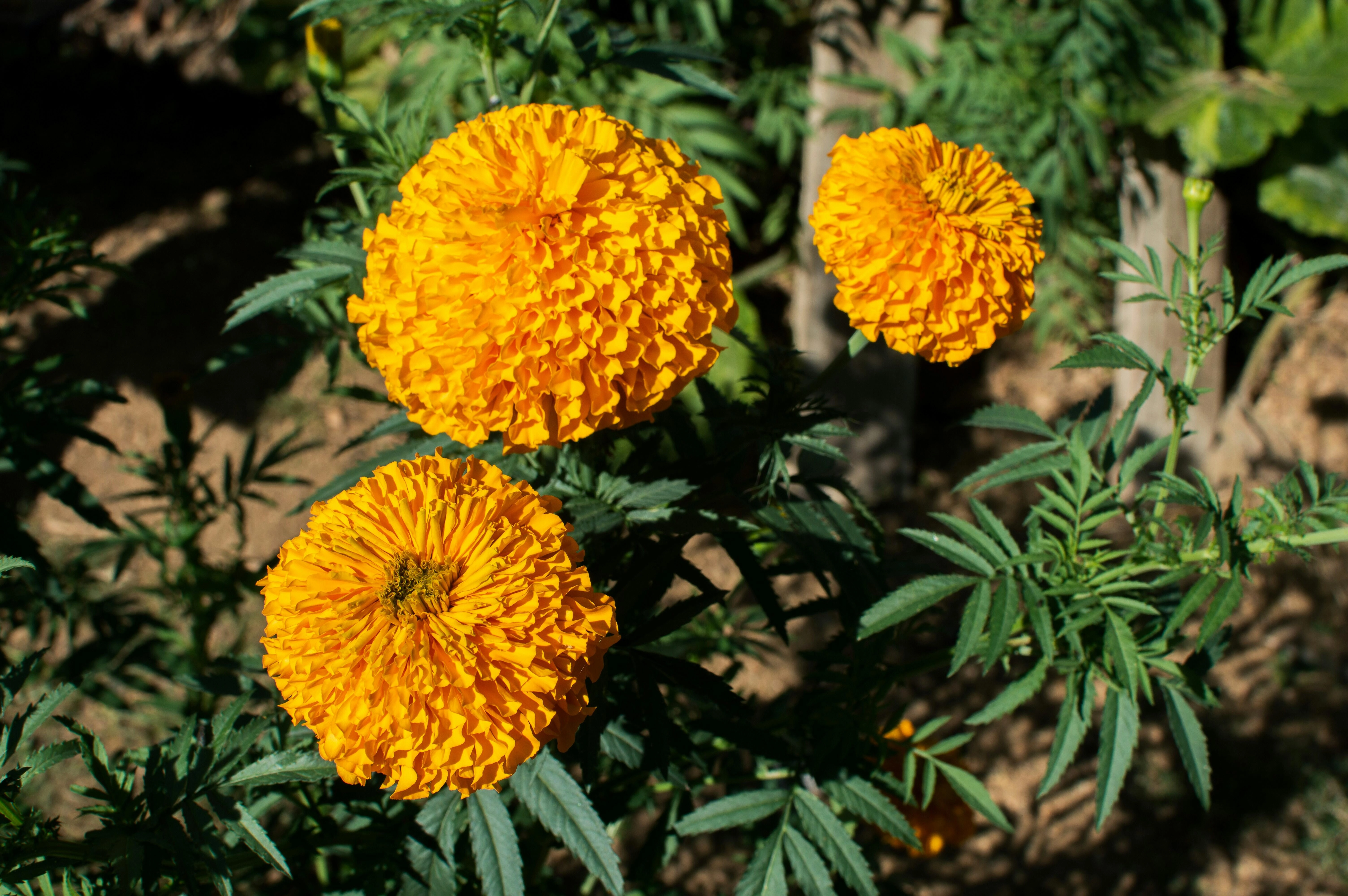 Vibrant Yellow Marigold Blooms Vibrant Yellow Marigold Blooms