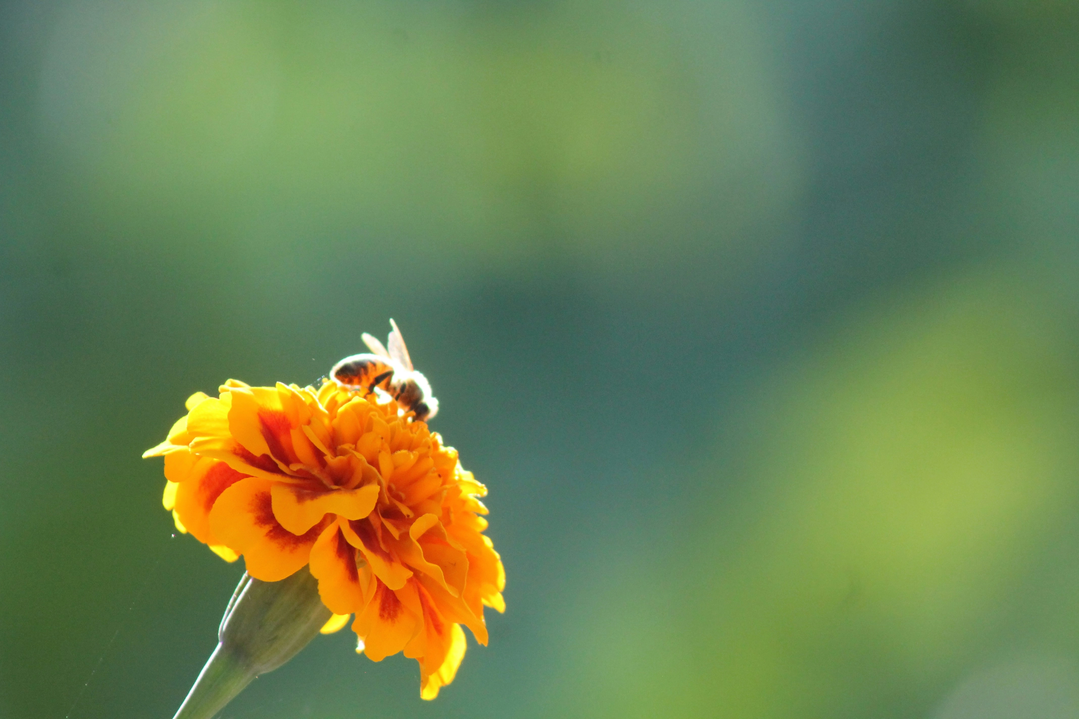 Bee on Marigold Flower Bee on Marigold Flower