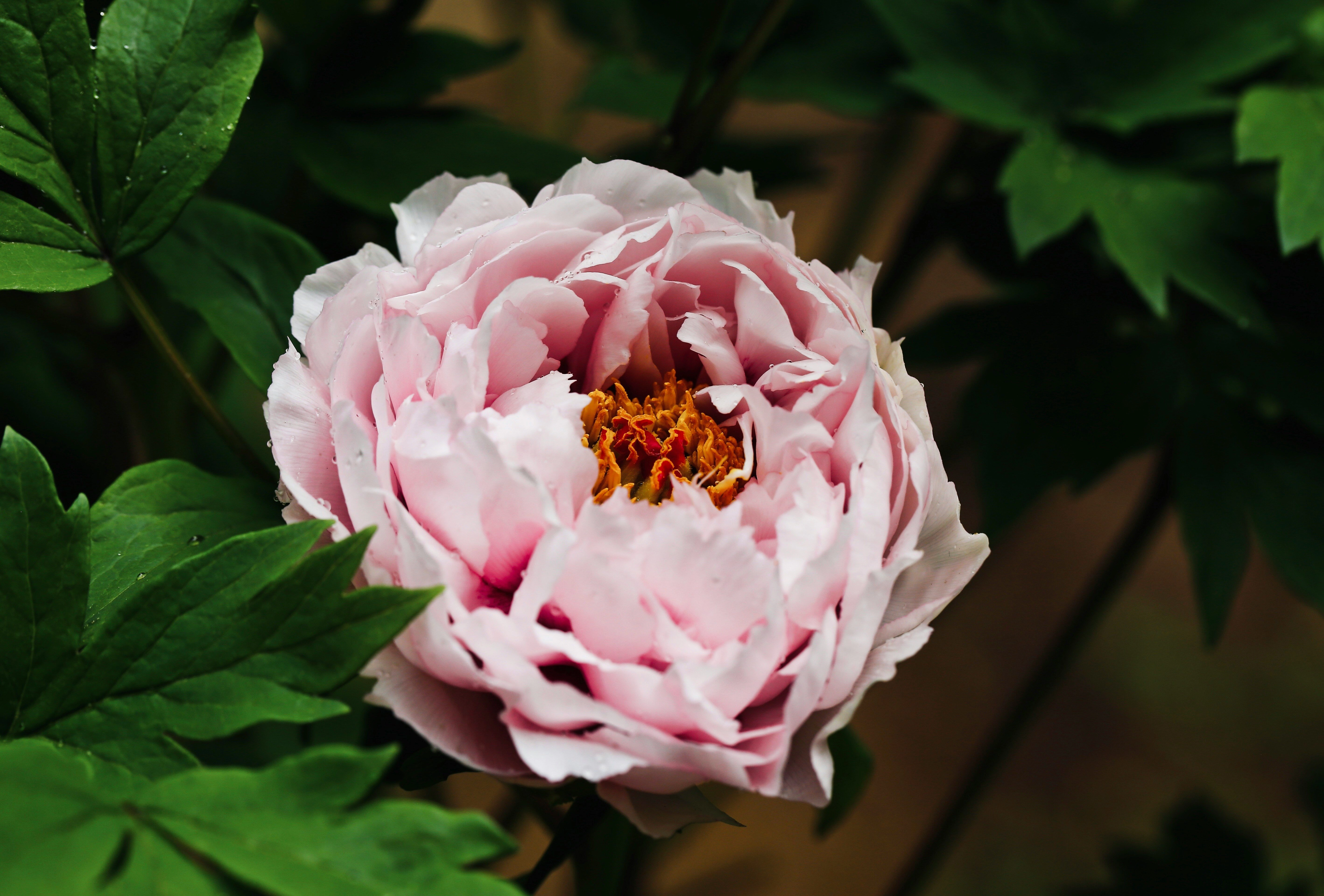 Blooming Pink Peony Flower Blooming Pink Peony Flower